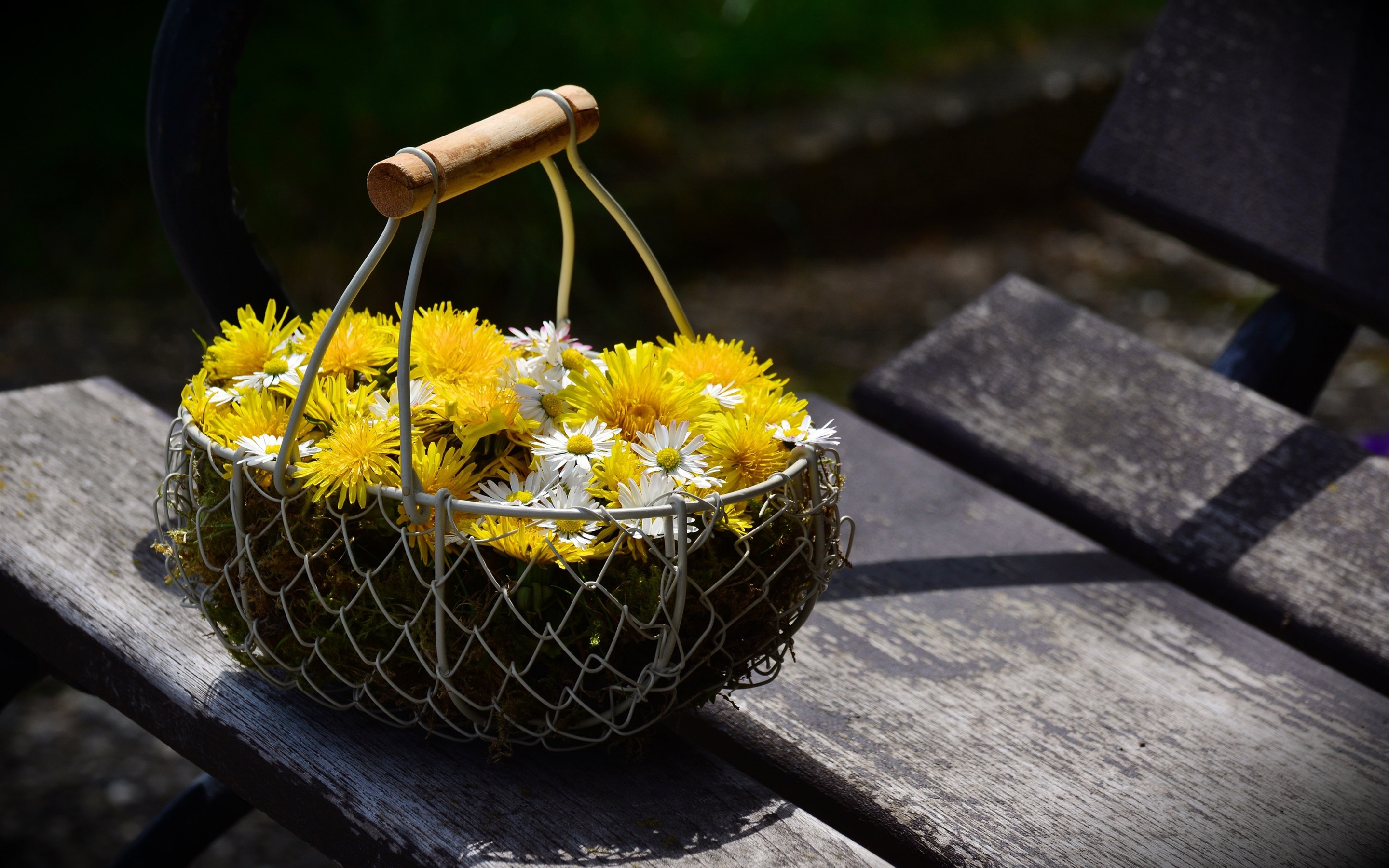 Wallpaper Daisy, Flower Basket 2880x1800 HD Picture, Image