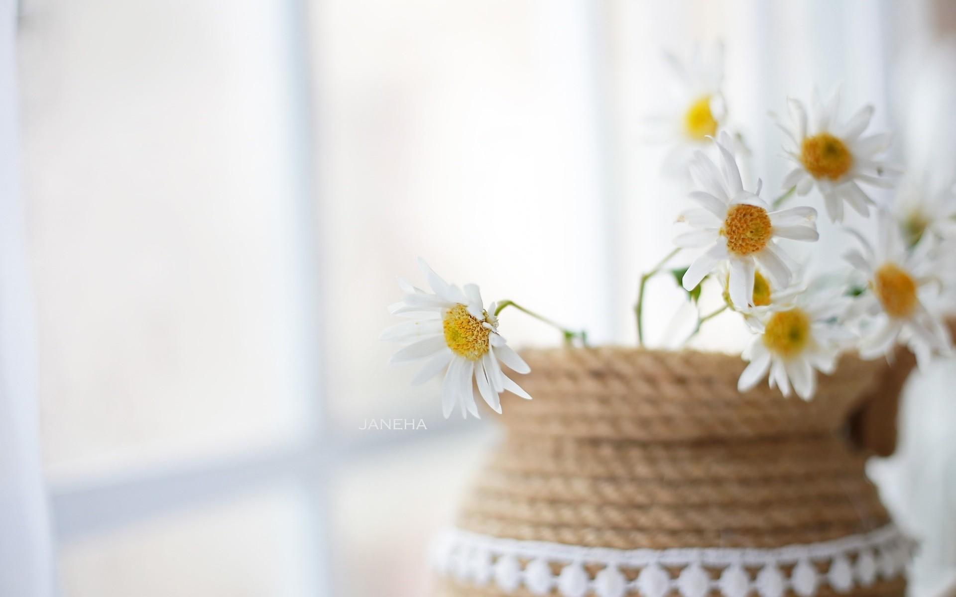 flowers, Basket, Plants Wallpaper HD / Desktop and Mobile Background