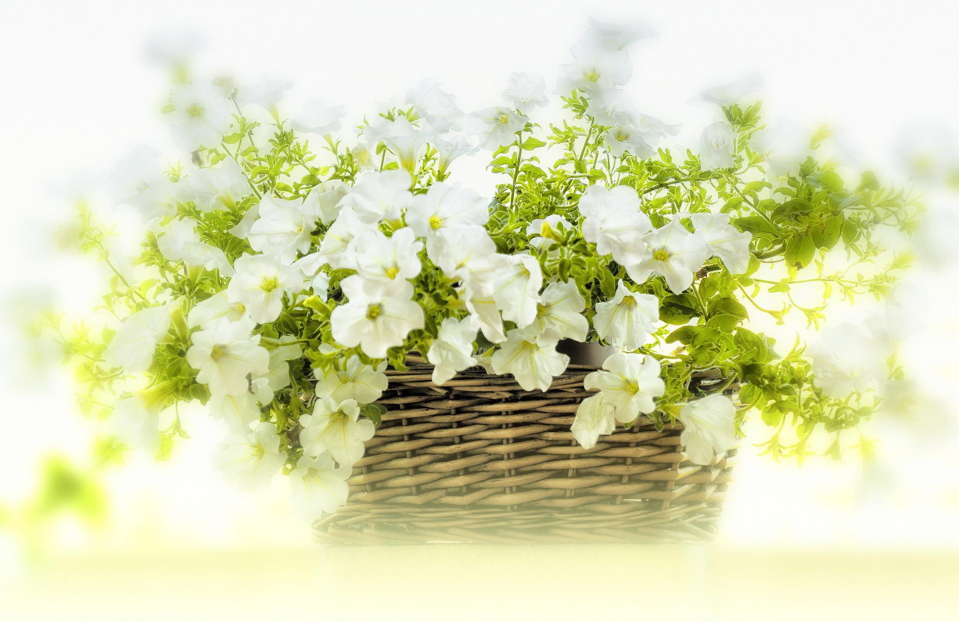 White petunias flowers basket wallpaperx1247