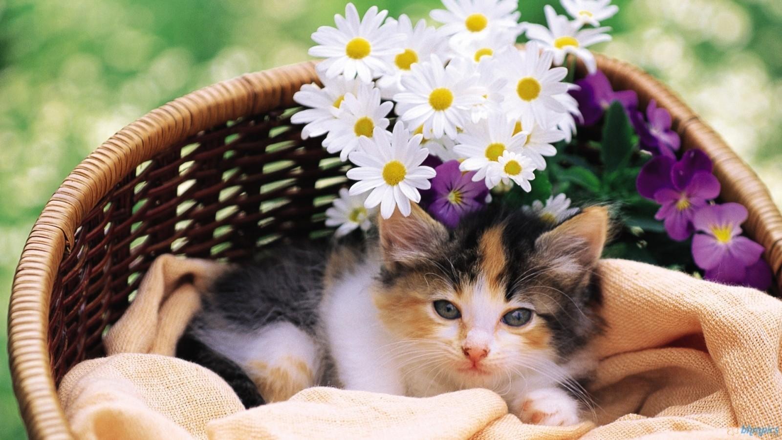 Free download Download Cat And Flower In Basket Wallpaper HQ