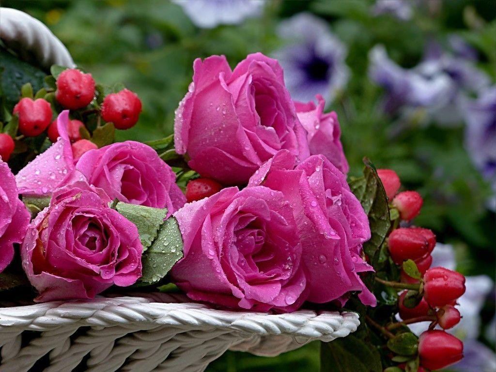 Flowers, pink roses, basket, buds wallpaper. Purple flowers