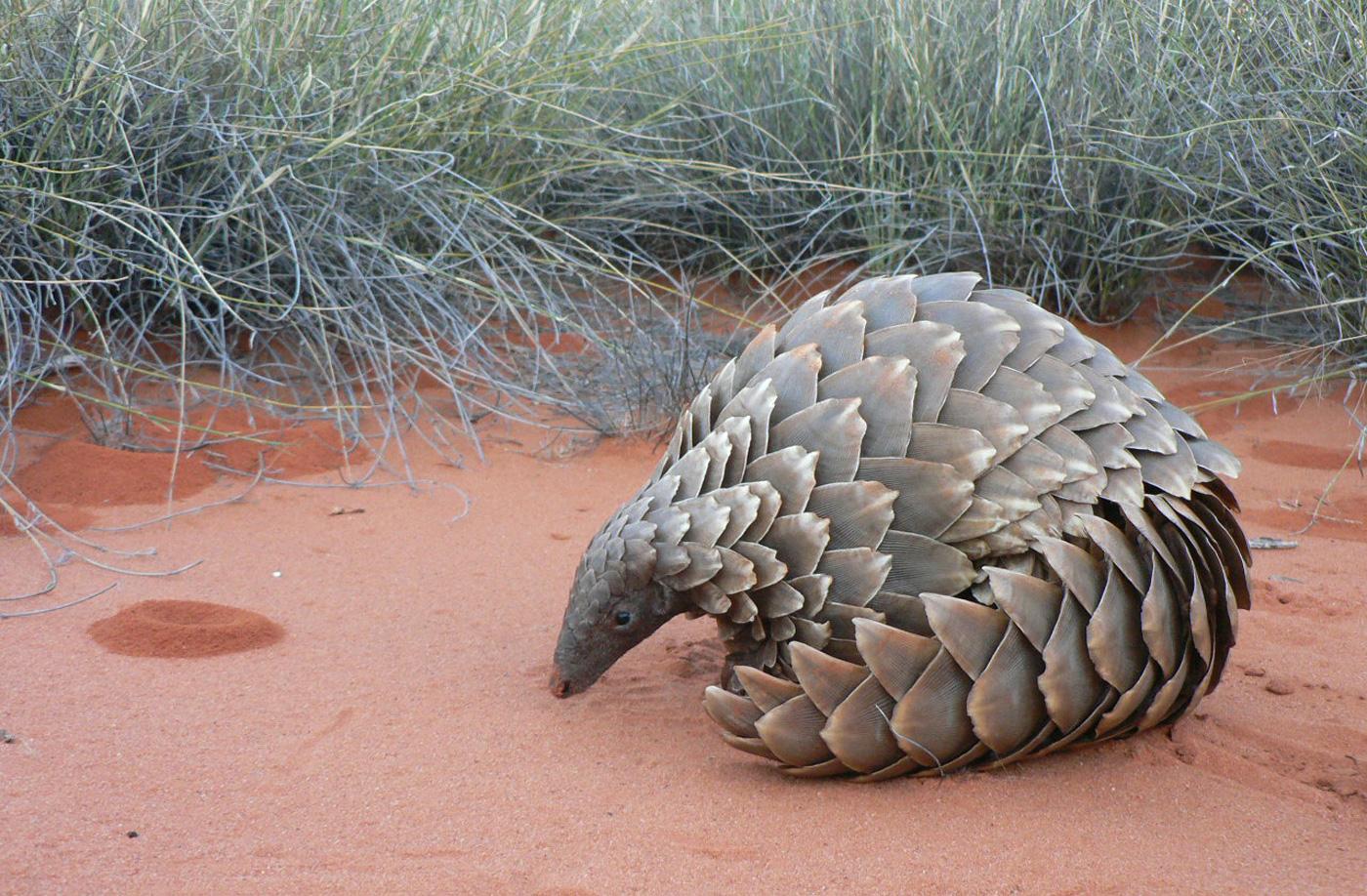 Pangolin | Species | WWF