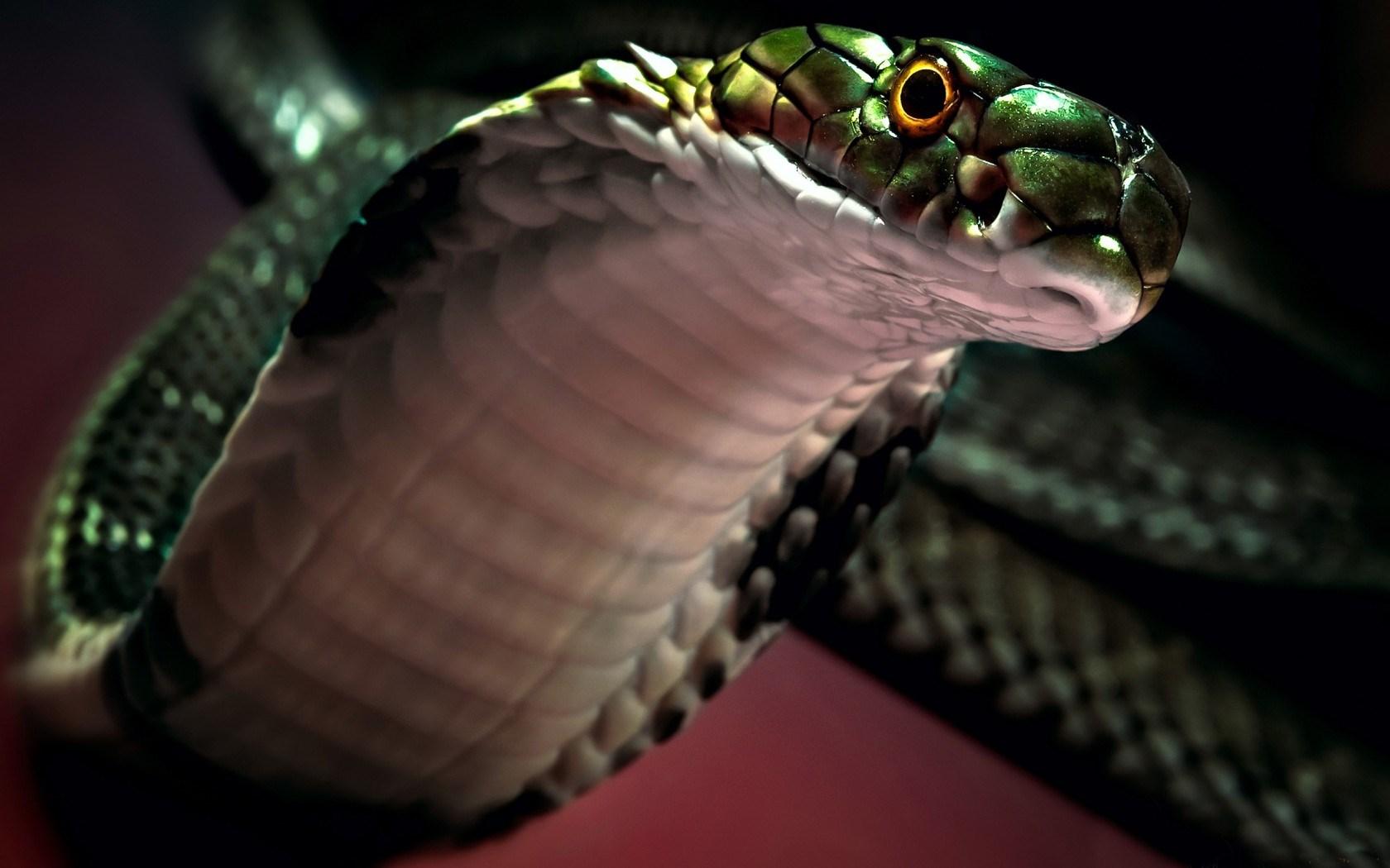 Snakes Image Snake HD Wallpaper And Background Photo