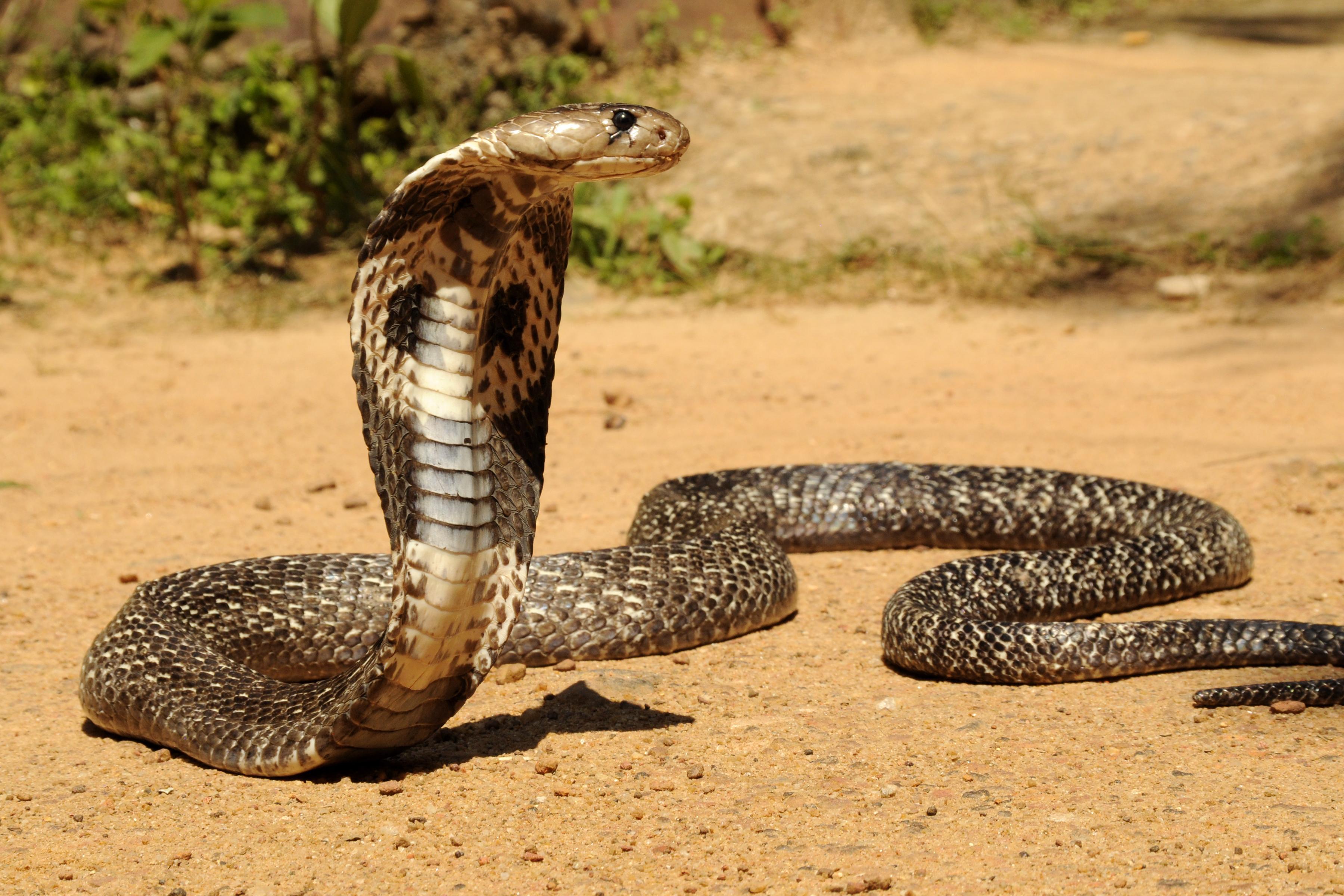 Snake reptile snakes predator cobra g wallpaperx2400
