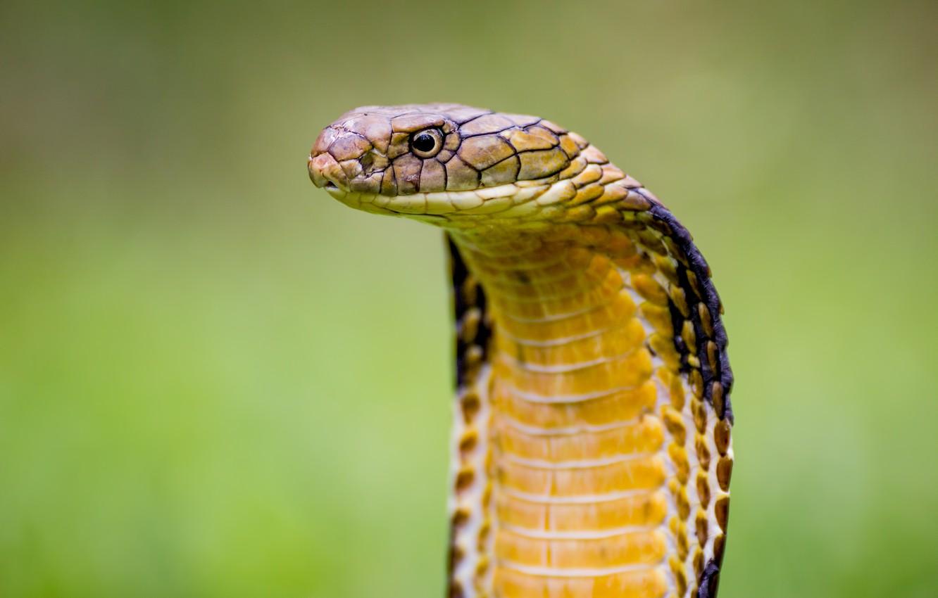 Wallpaper viper, snake, cobra, reptile, cobra snake image
