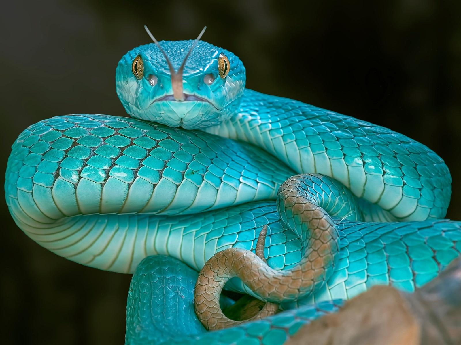 Wallpaper Blue snake, viper, eyes 1920x1200 HD Picture, Image