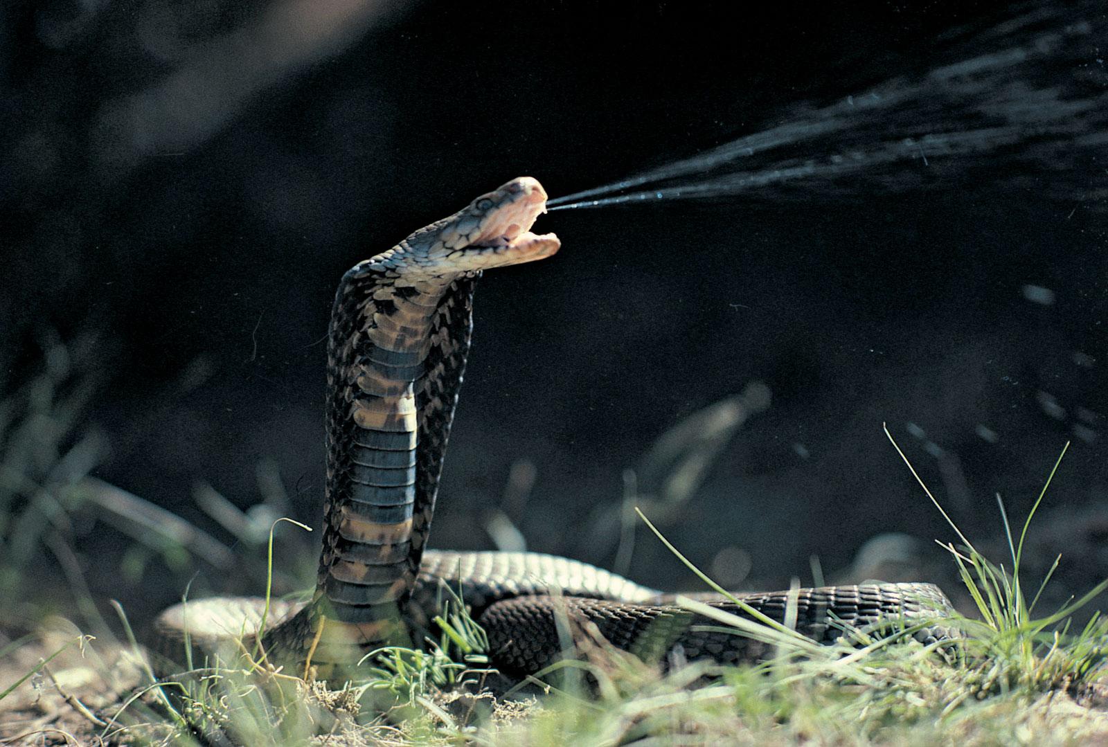 of the World's Deadliest Snakes