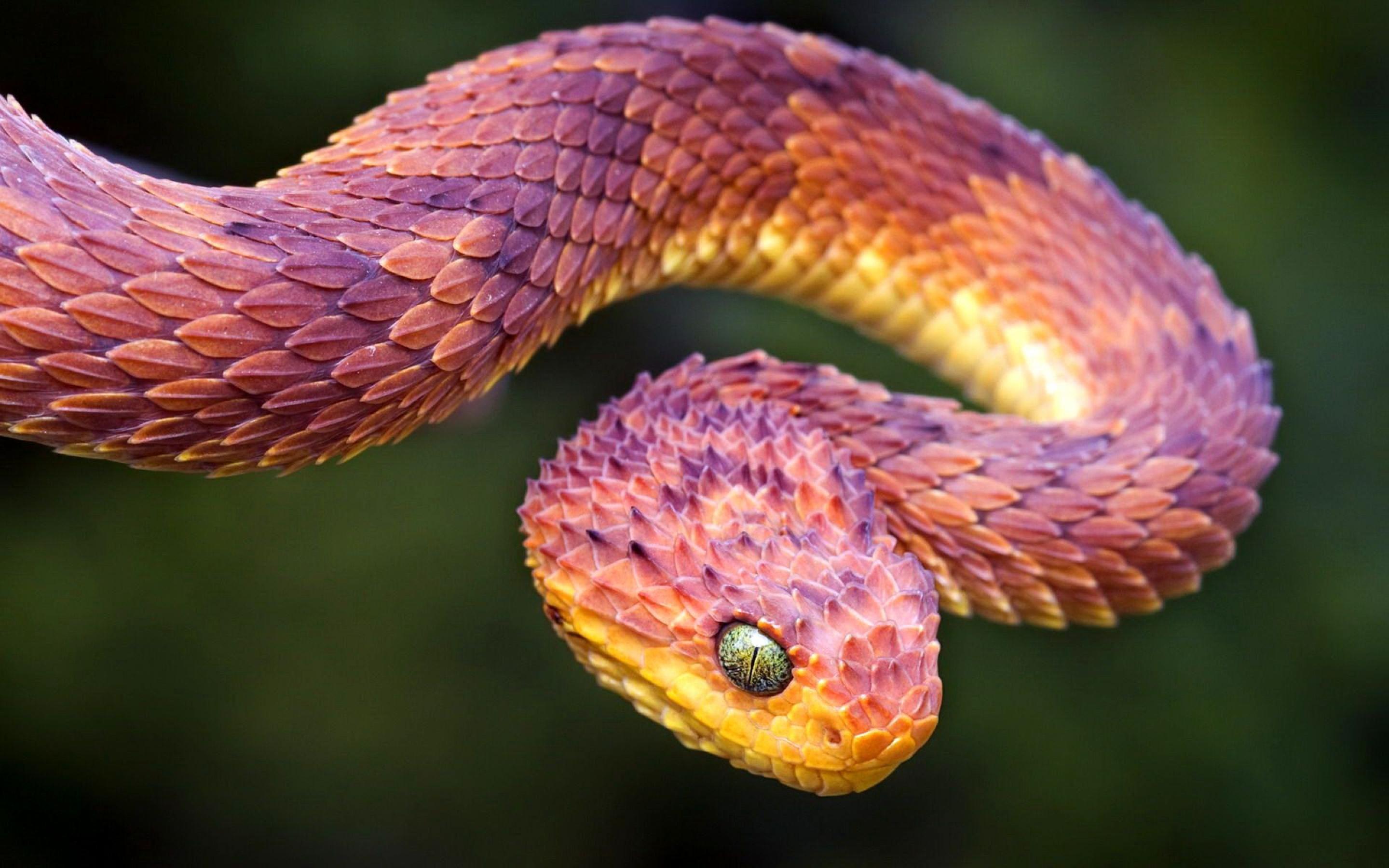 Viper Snake HD Wallpaper. Beautiful snakes, African bush viper