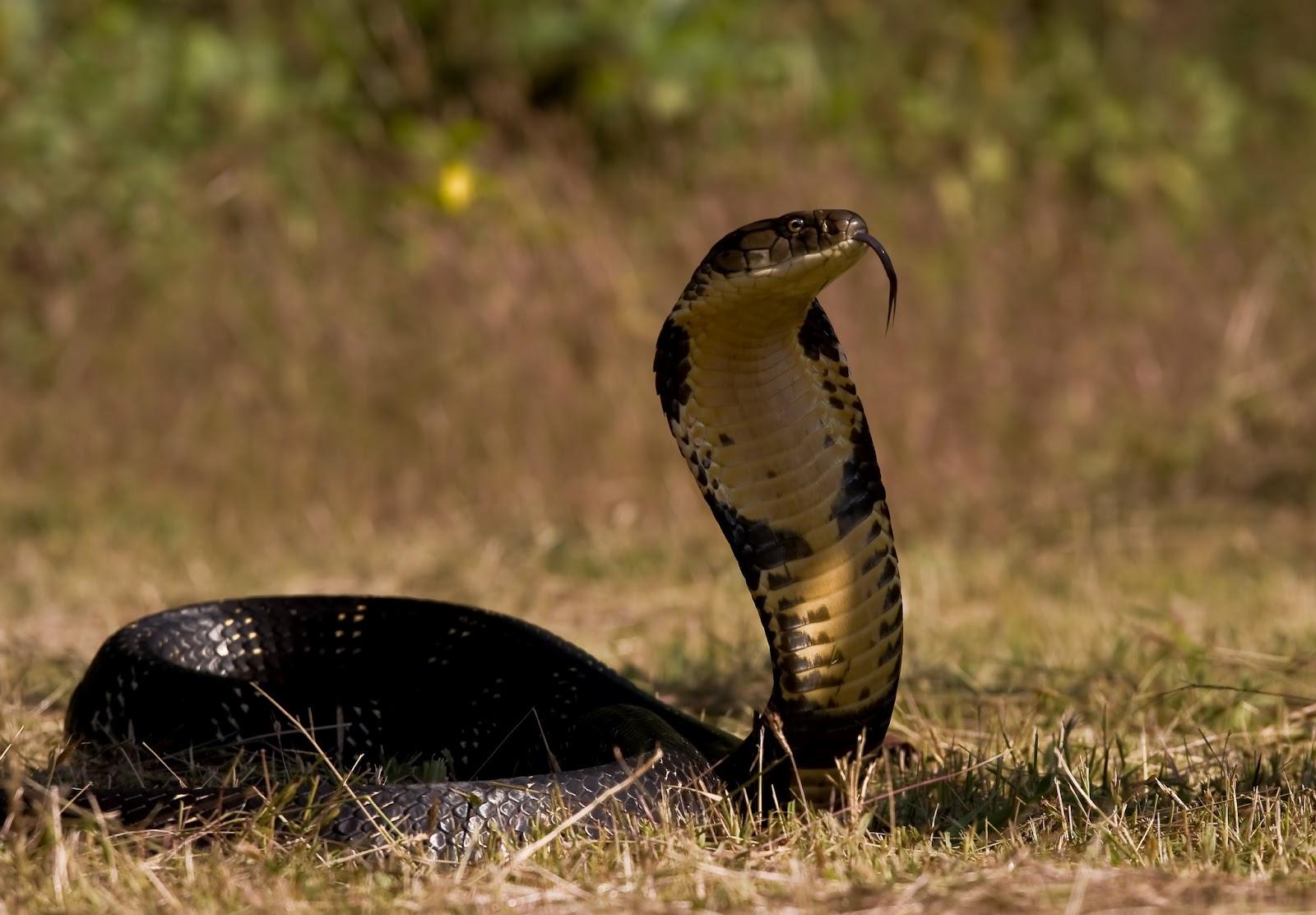 image of king cobra snake