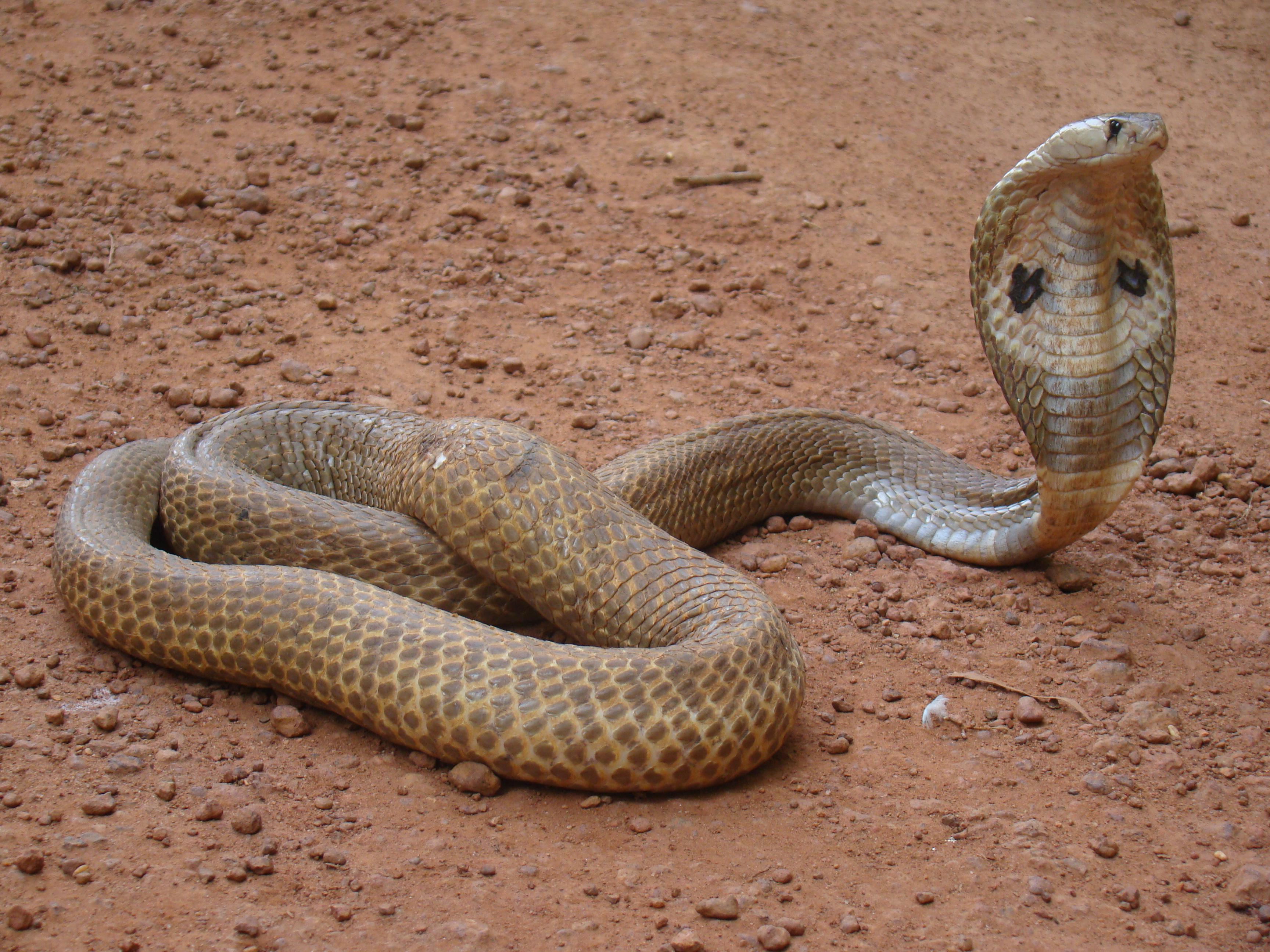 Indian King Cobra Snake Wallpaper In India Cobra, HD