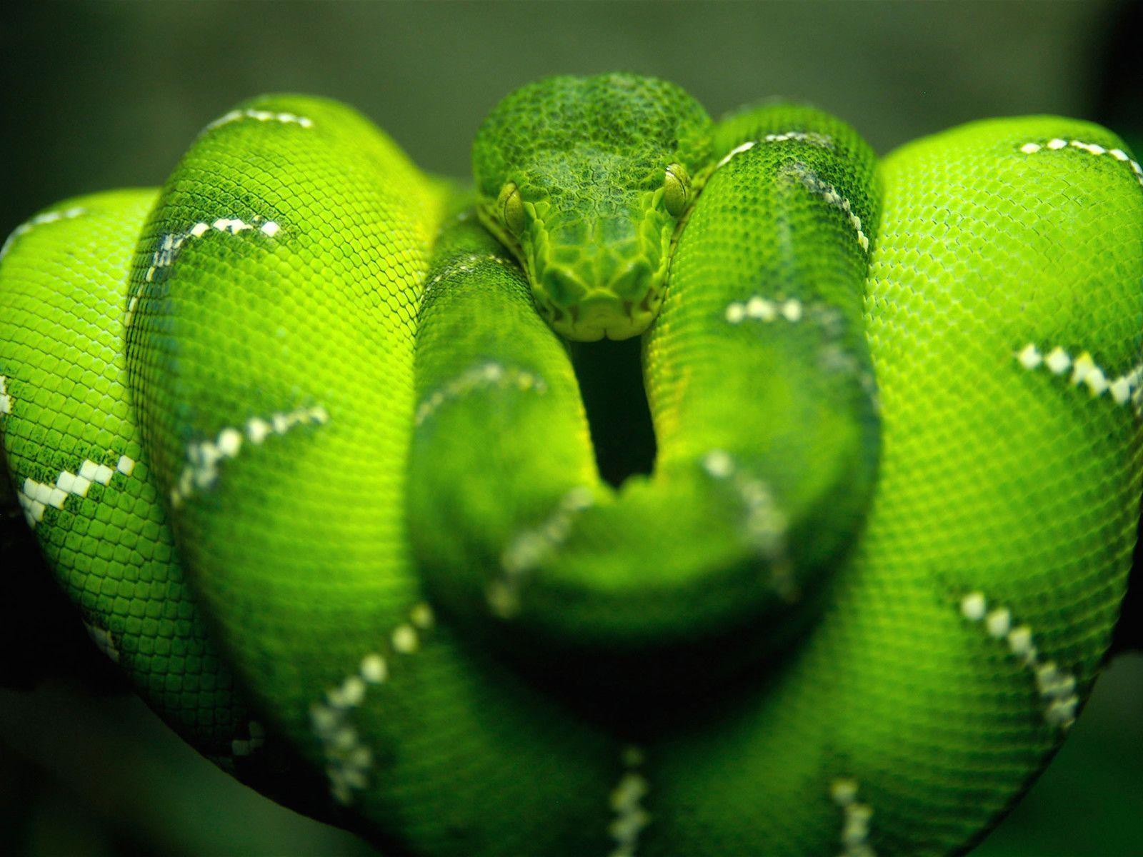 Snake Desktop Wallpaper Of Green Snakes