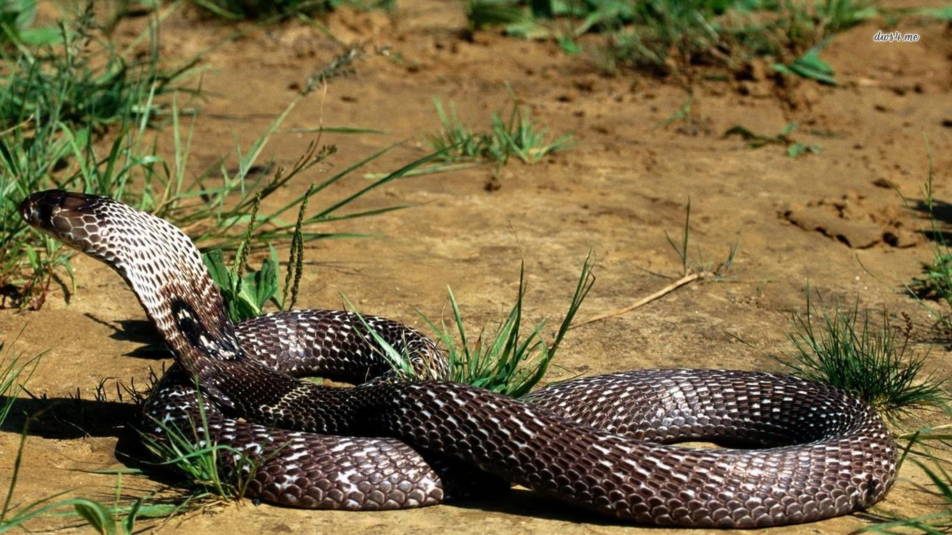 image of king cobras snakes dowload