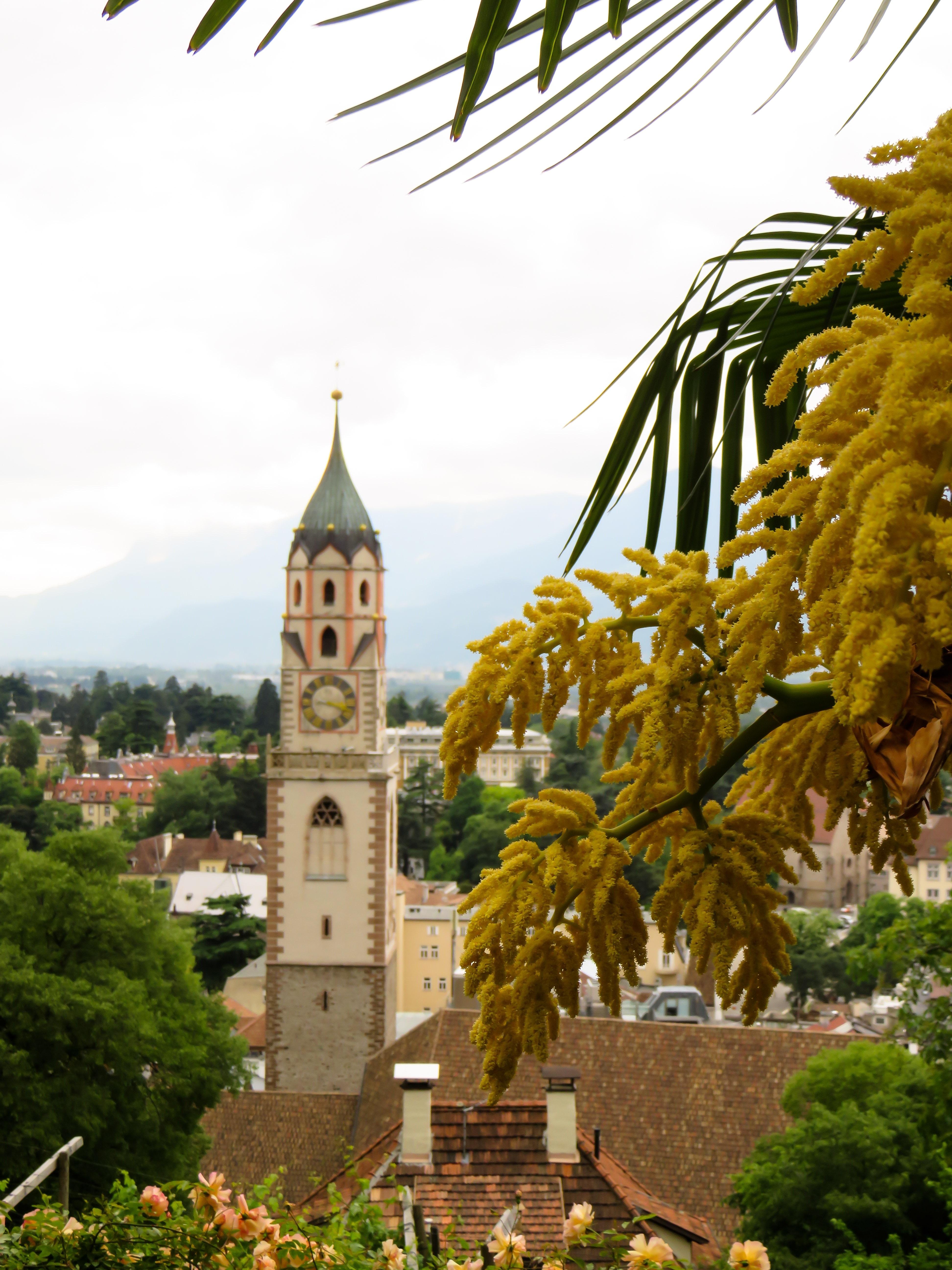 white and brown painted church free image
