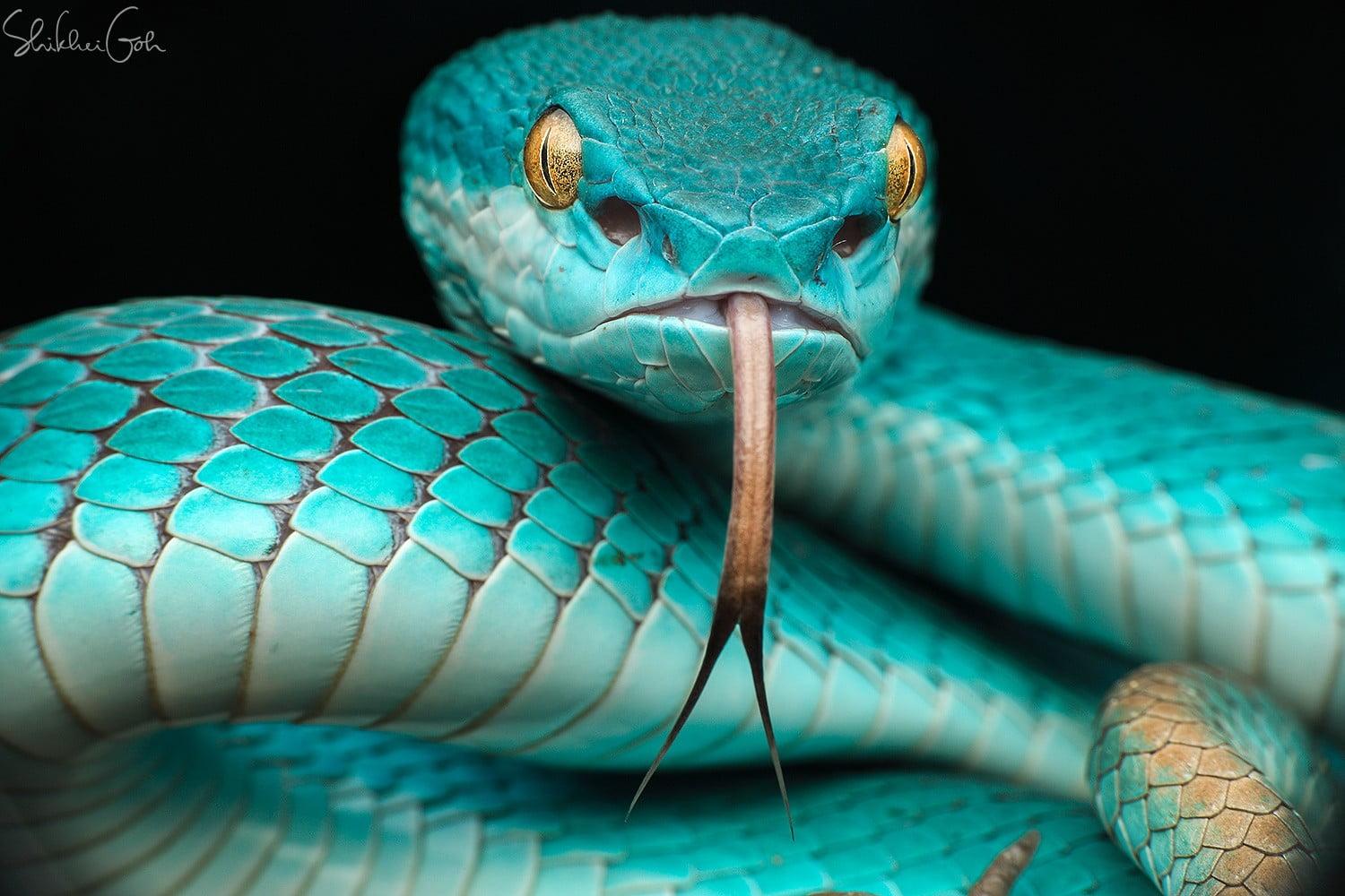 Green cobra, photography, animals, snake HD wallpaper. Wallpaper