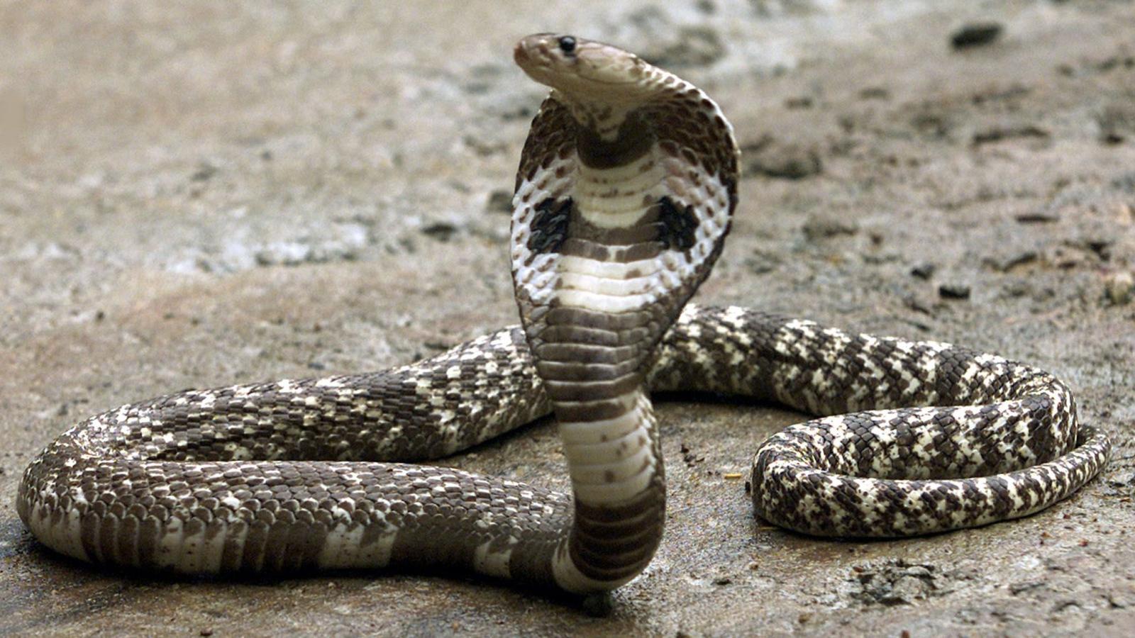 The World Health Organization is deeply worried about snake bites