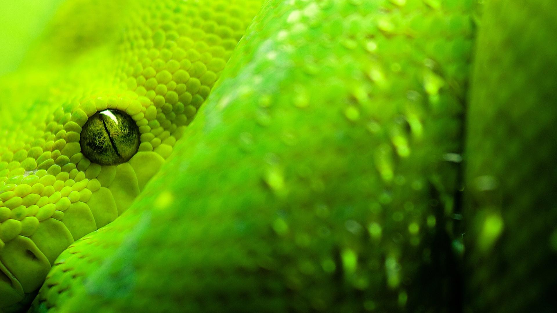 Free download Green Viper Snake Wallpaper Image amp Picture