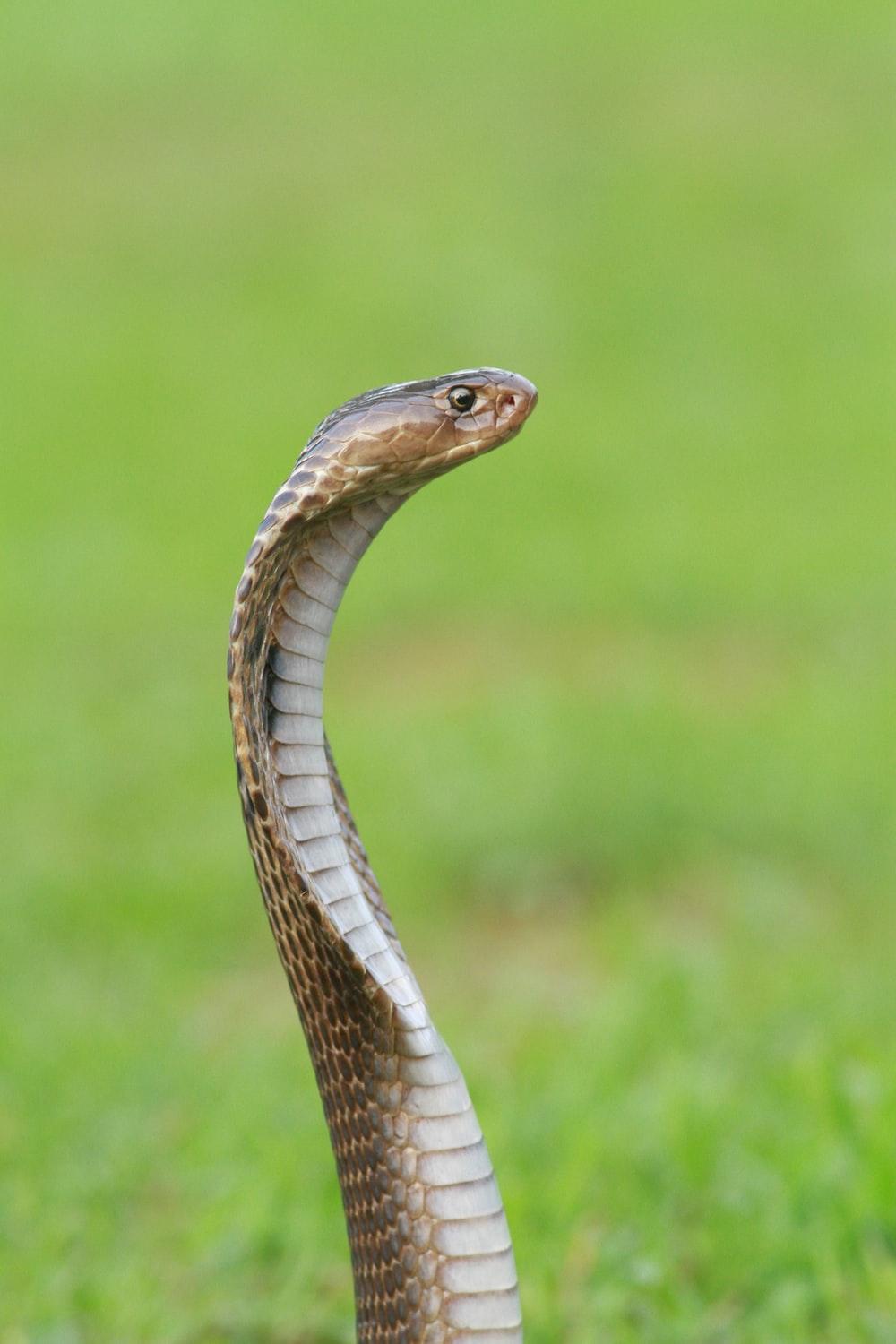 Close Up Photo Of Brown And Gray Snake Photo