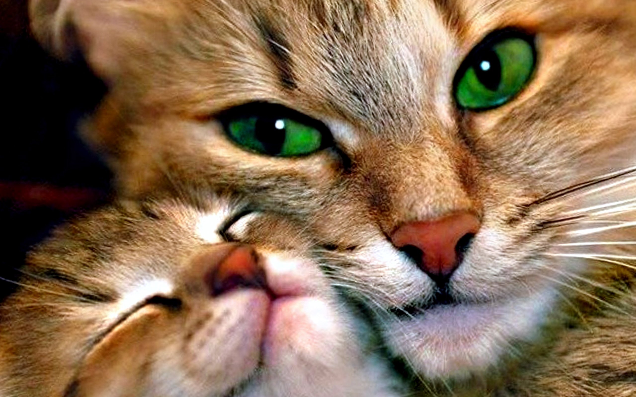 Mother And Child Cat Wallpaper HD / Desktop and Mobile Background
