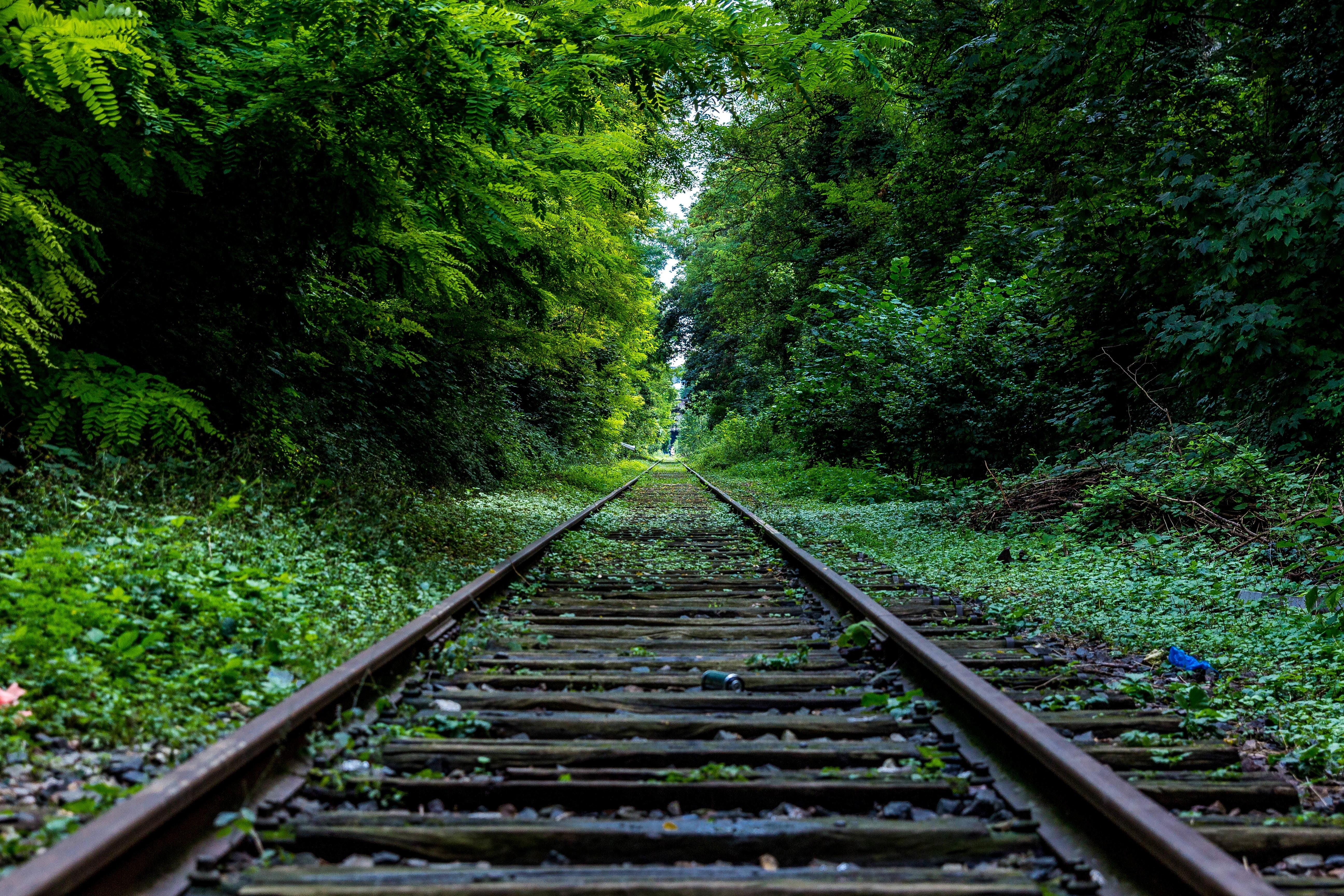 Train rail in between trees HD wallpaper