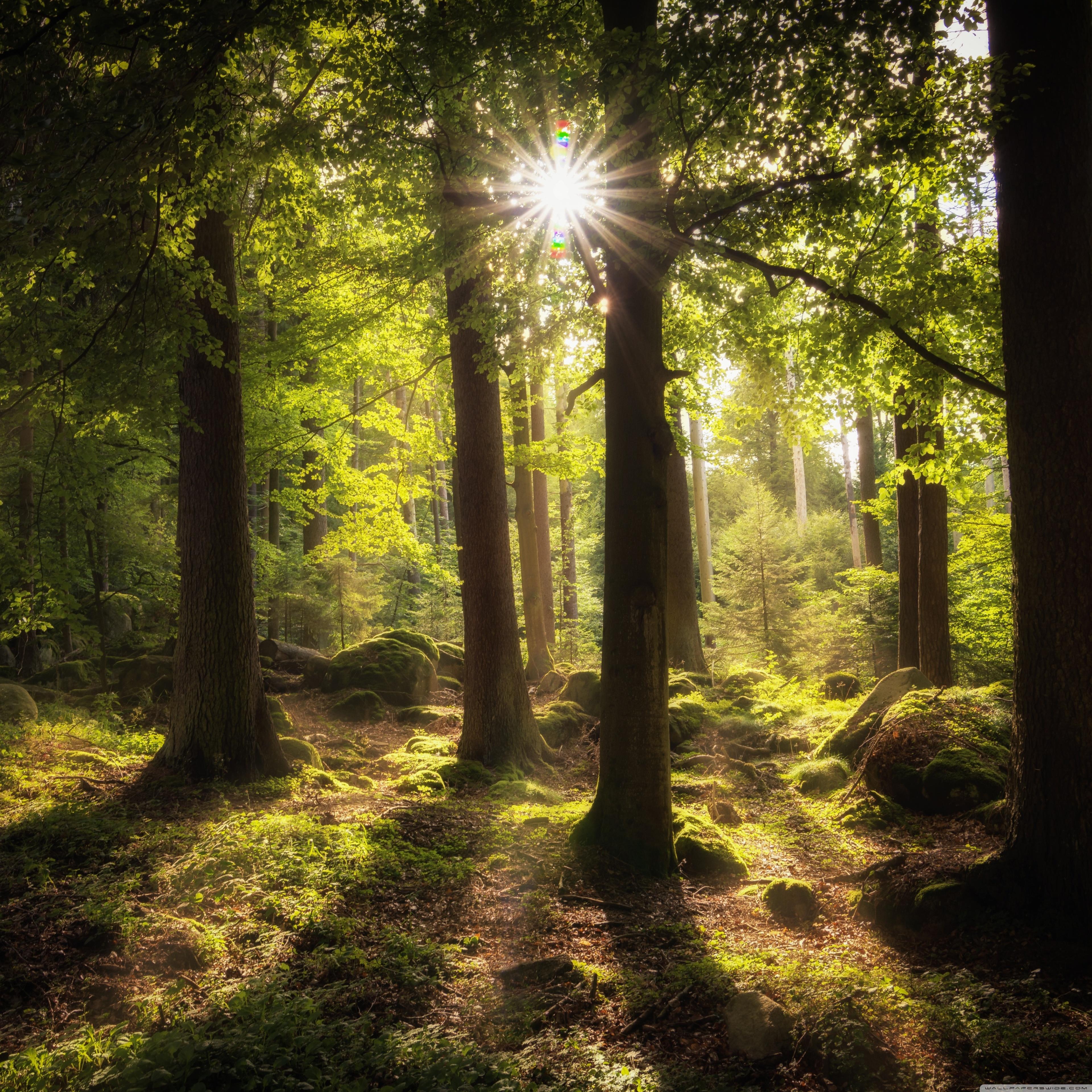 Sun Rays Through Forest Trees Wallpapers Wallpaper Cave