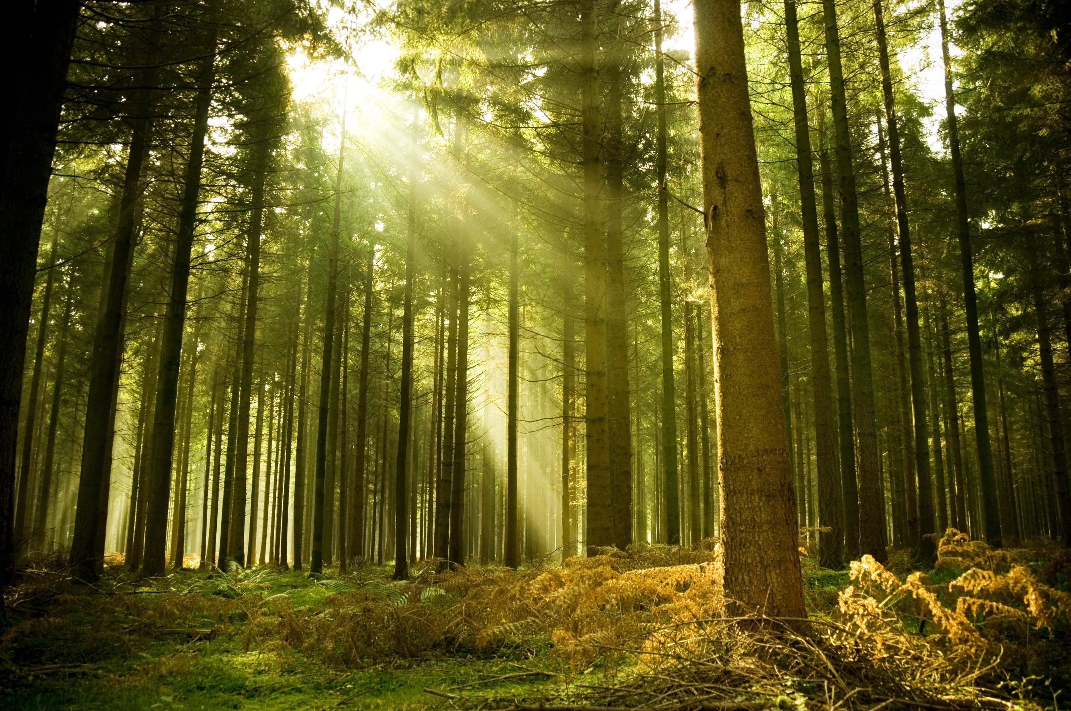 Sun Rays Through Forest Trees Wallpapers - Wallpaper Cave