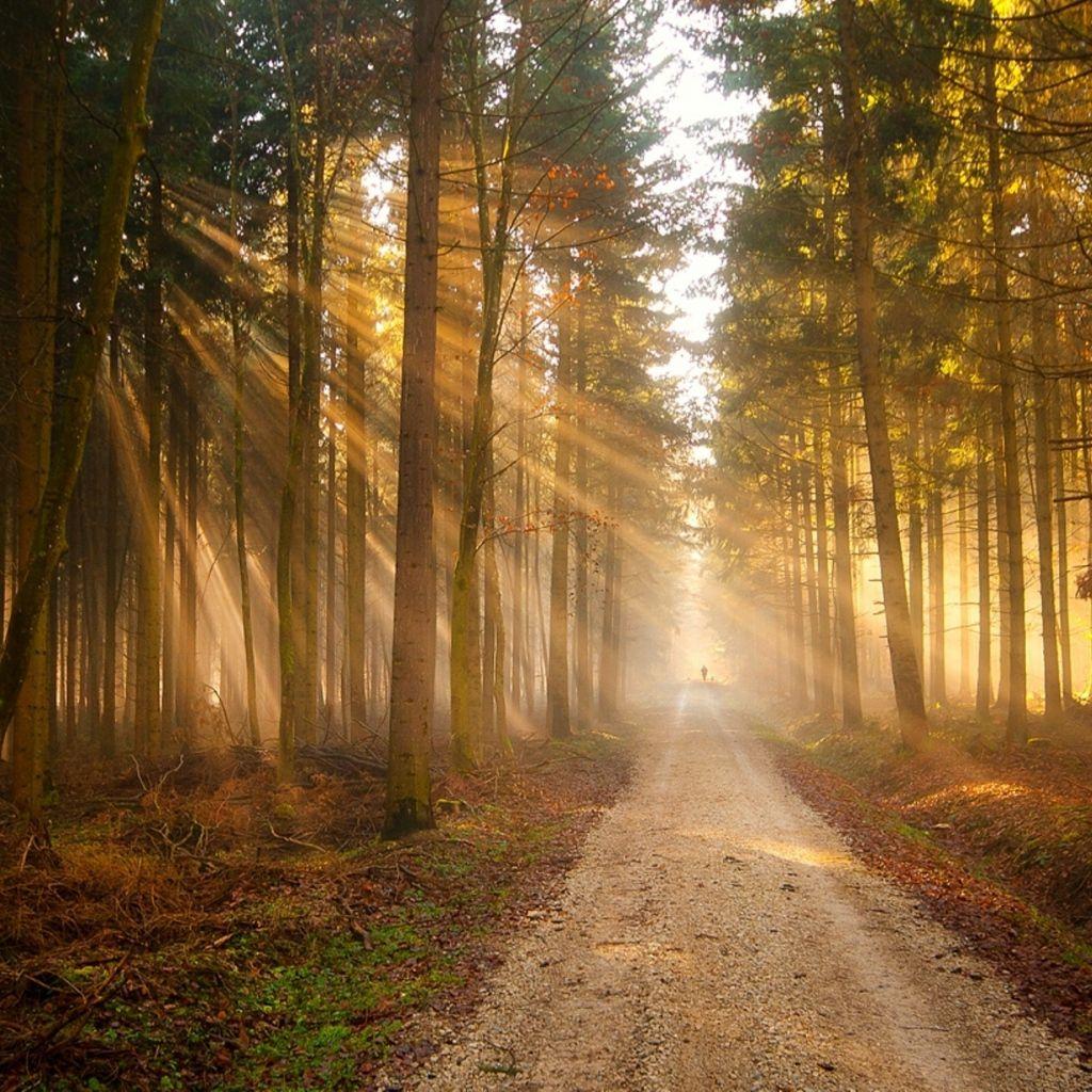 picture of trees with sun rays. Download Nature Forest Sun Light