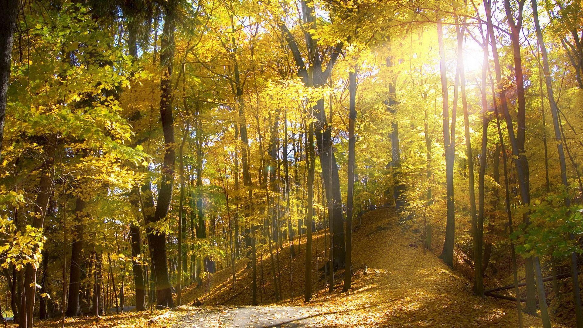 Nature autumn forest trees leaves burgundy grass sun light