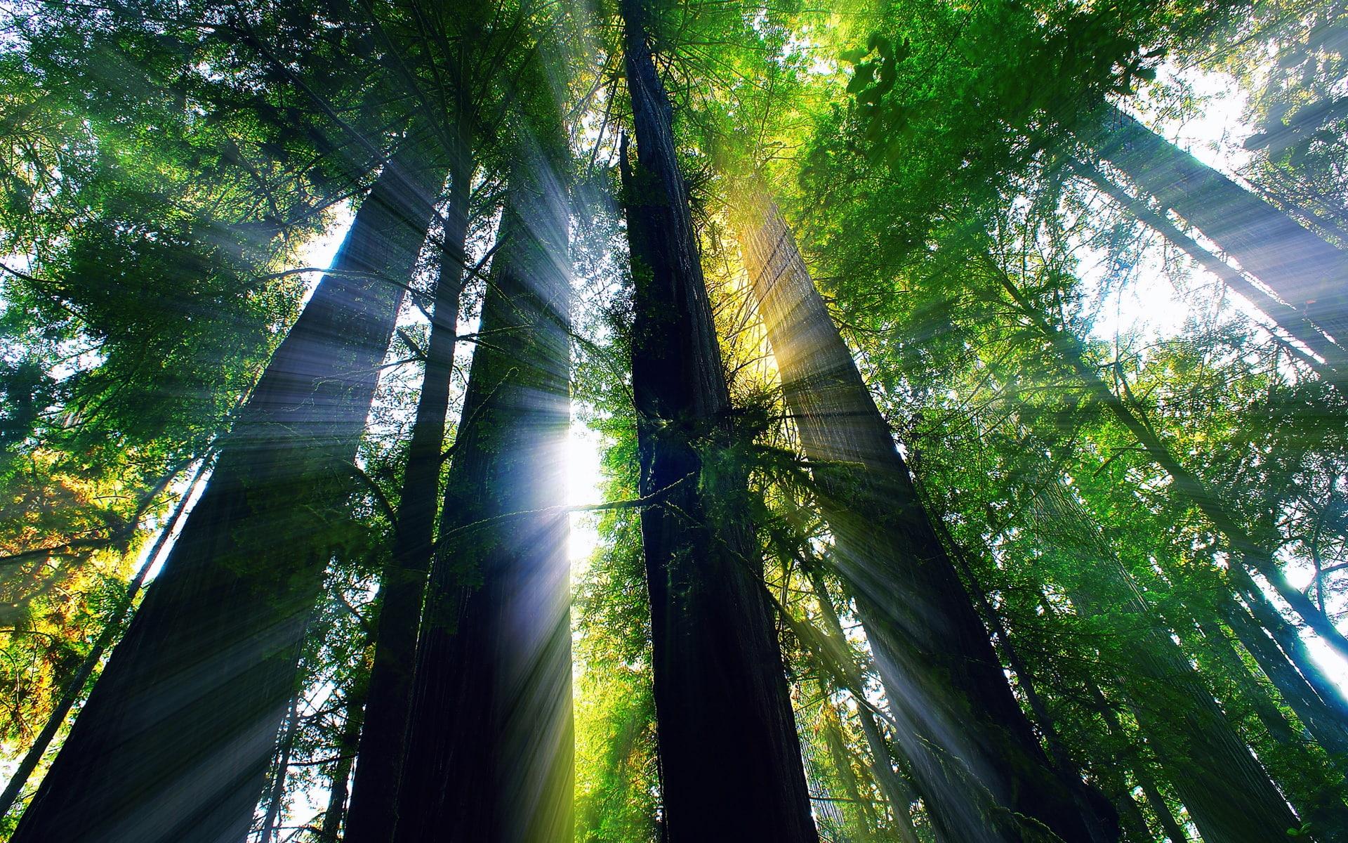 Sun Rays Through Forest Trees Wallpapers - Wallpaper Cave