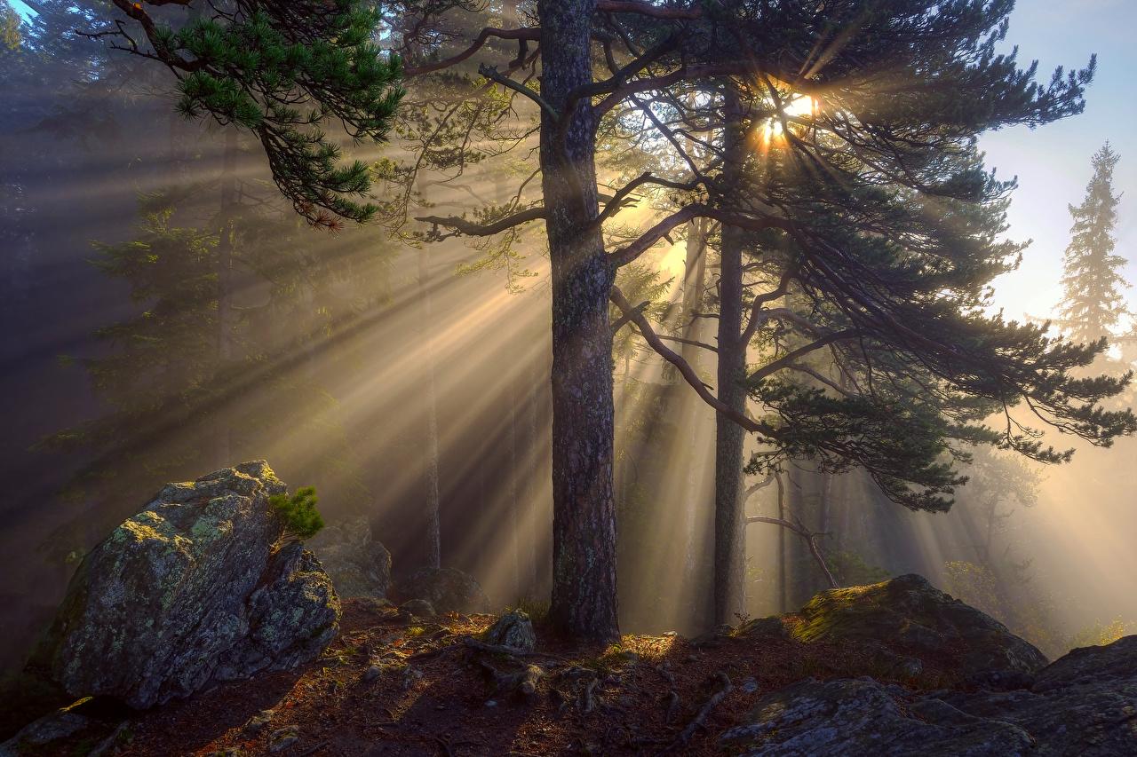 Sun Rays Through Forest Trees Wallpapers Wallpaper Cave