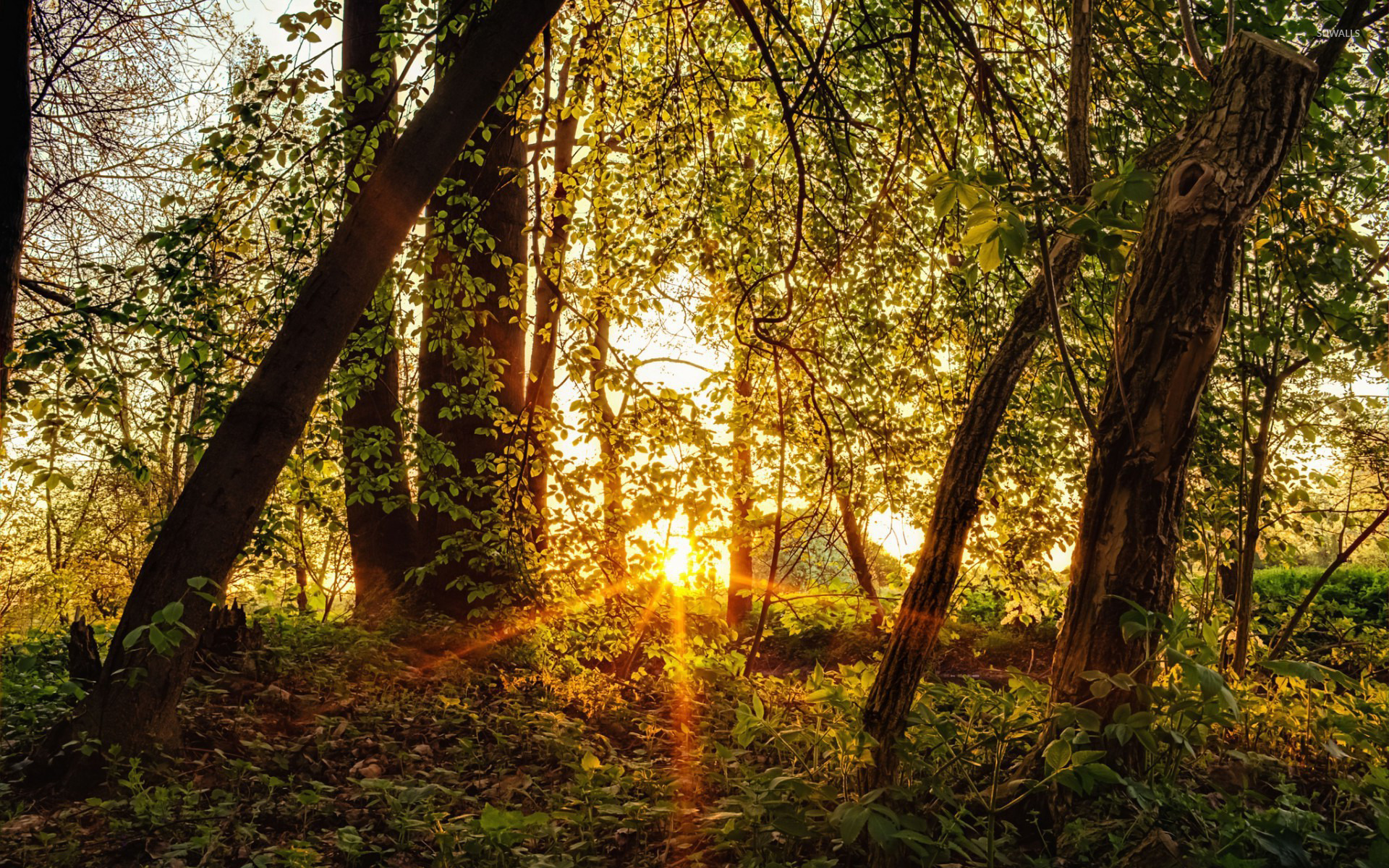 Sun rays in the forest wallpaper wallpaper