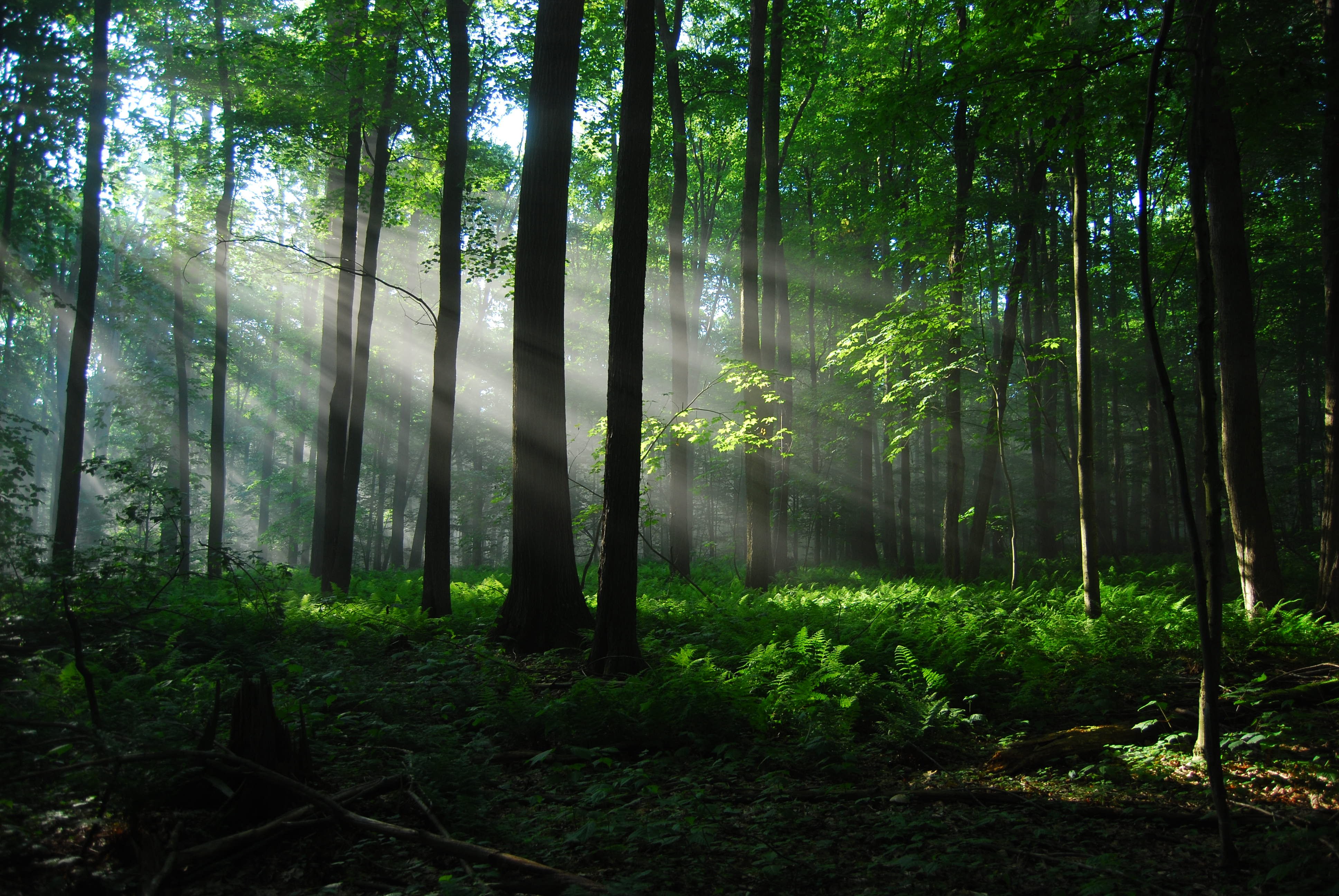 Sun Rays Through Forest Trees Wallpapers - Wallpaper Cave