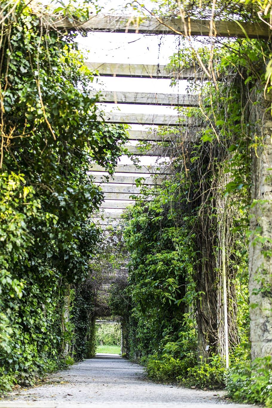 HD wallpaper: Love, Tunnel, Gang, Away, Avenue, Nature, love