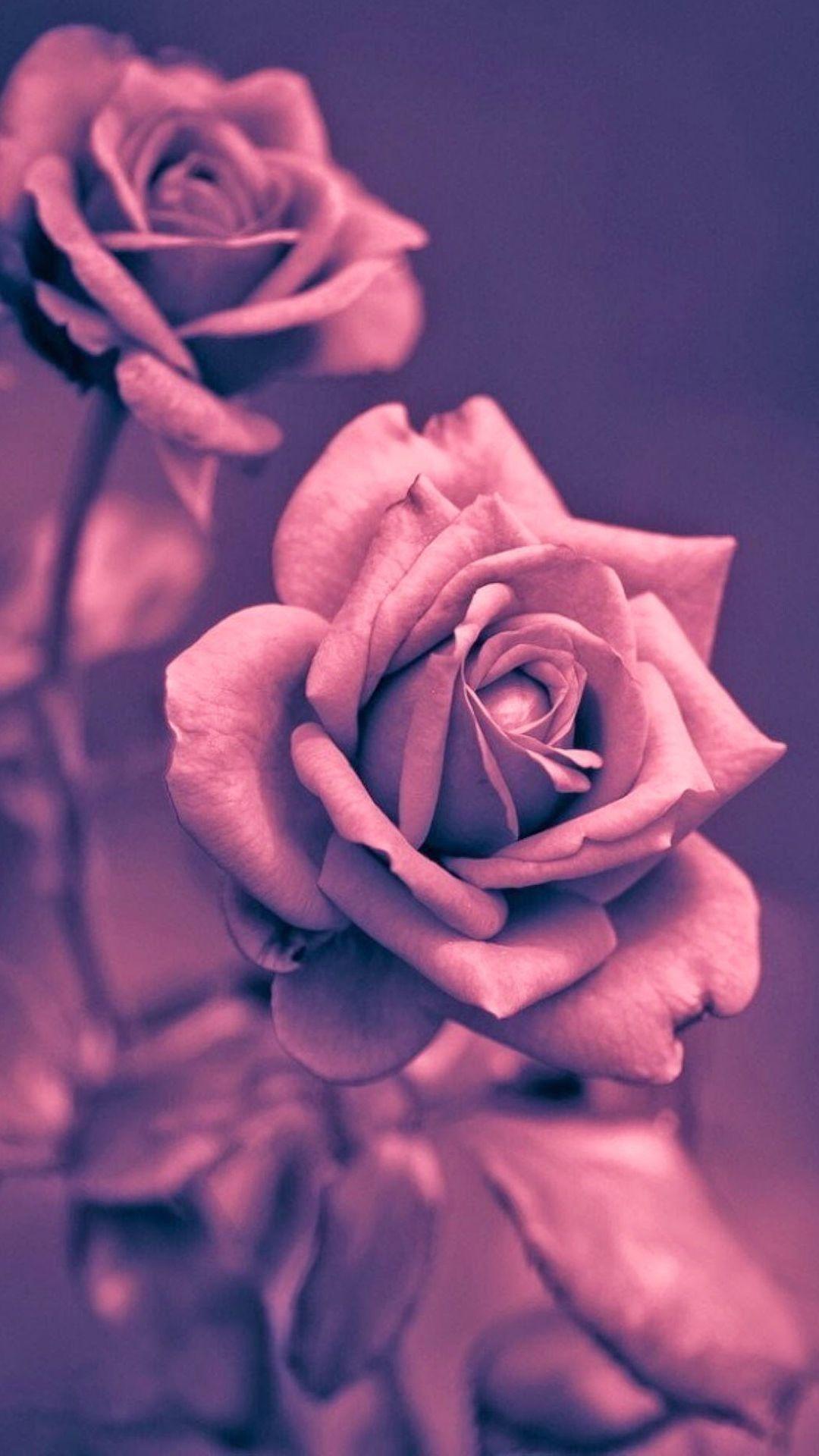 Beautiful Pink Rose Closeup iPhone 6 wallpaper. Rose gold