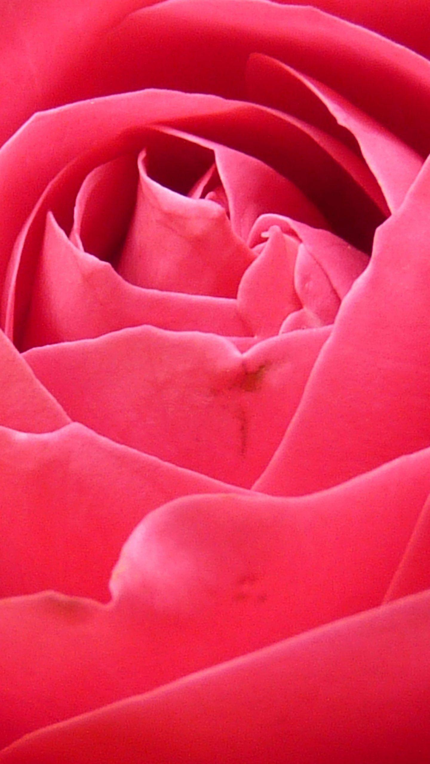 Bright Pink Rose Closeup Wallpaper, Android & Desktop