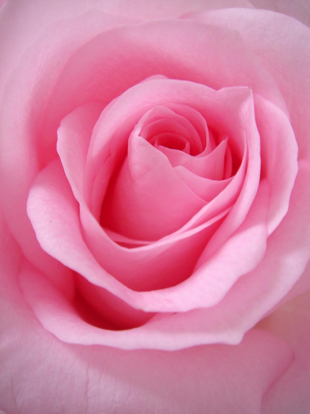 close up photo of pink rose photo