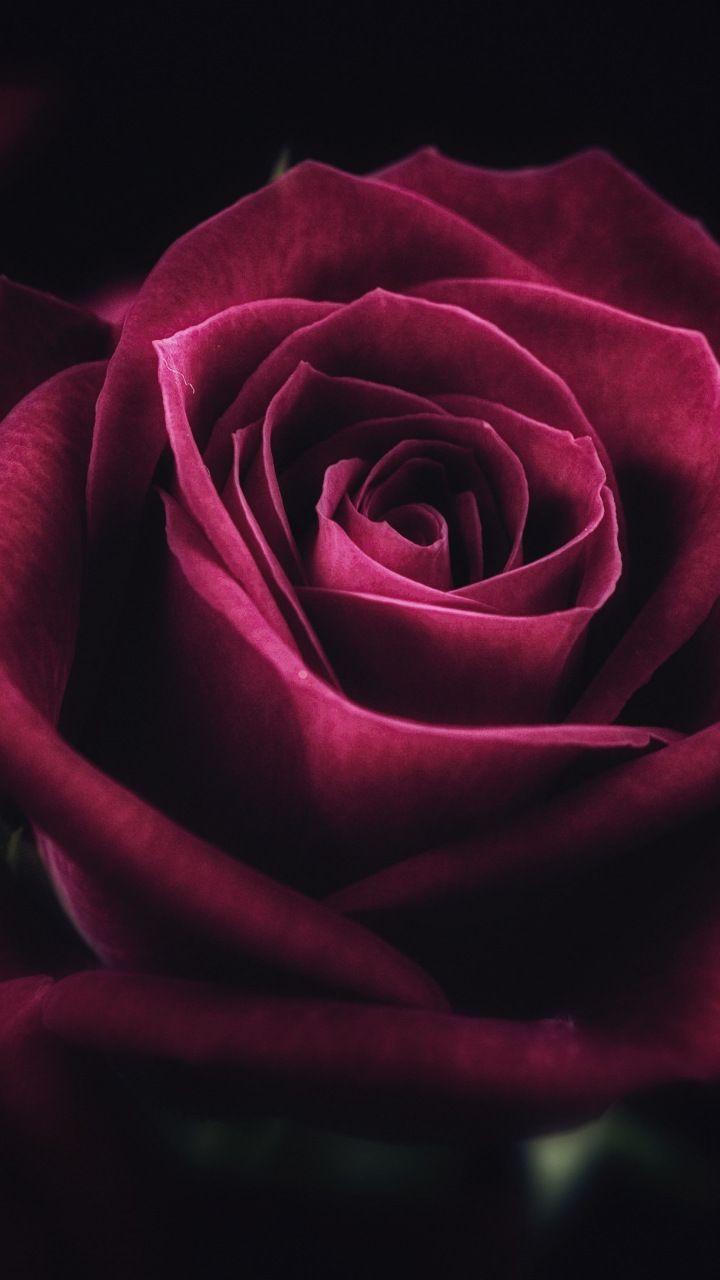 Pink rose, close up, bloom, 720x1280 wallpaper. Rose wallpaper