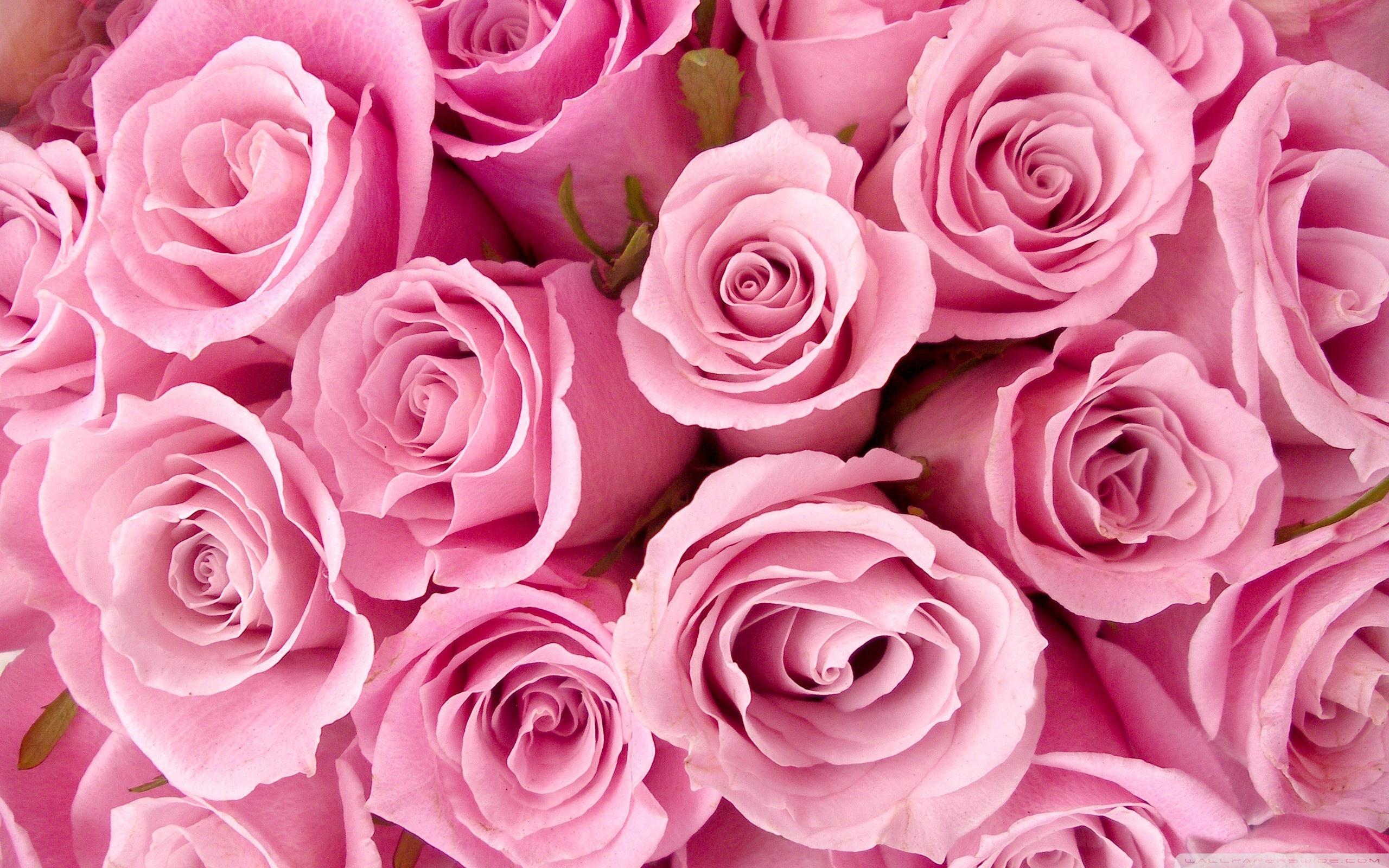 Pink Roses Close Up Ultra HD Desktop Background Wallpaper For 4K