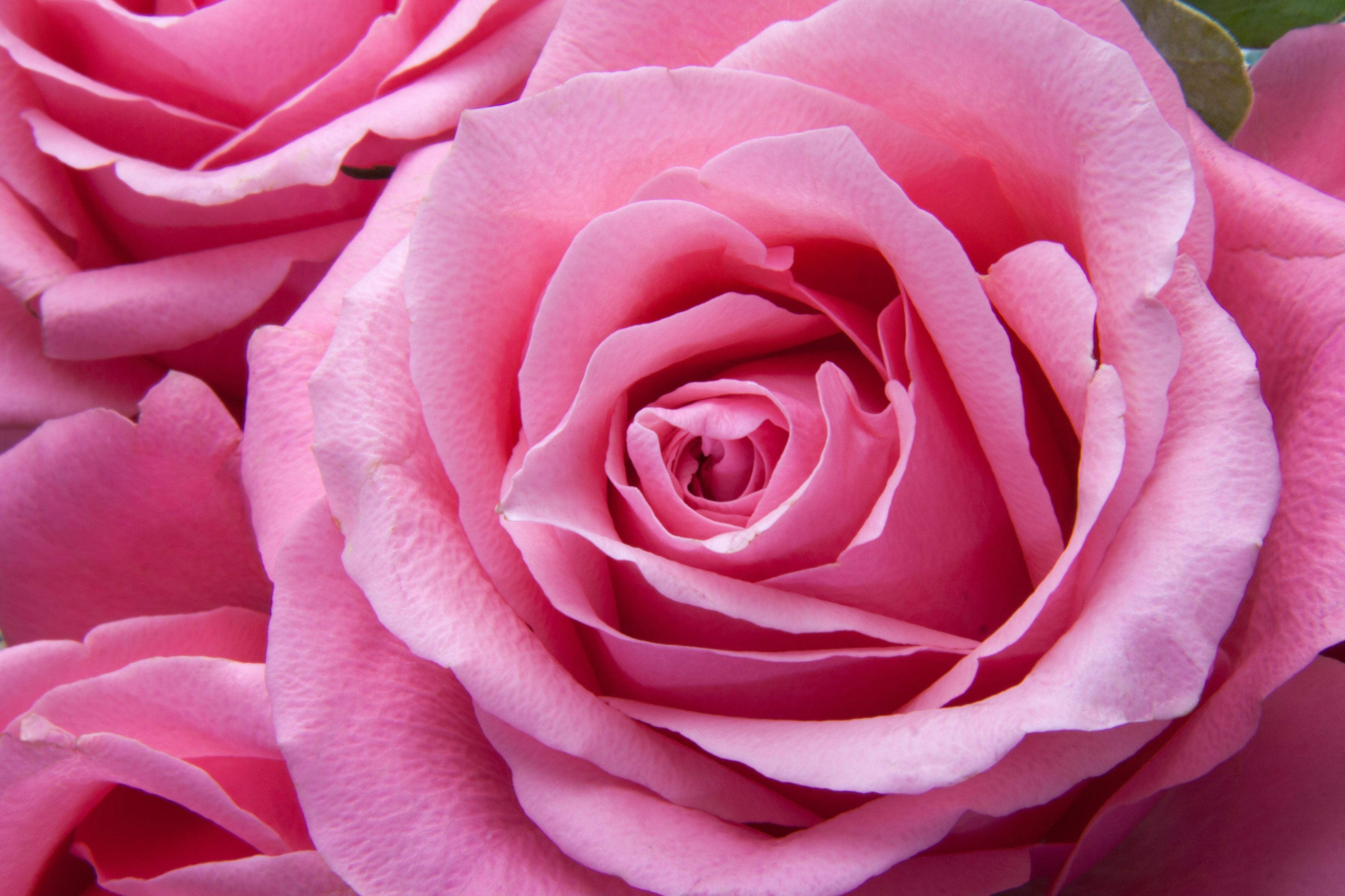 Close Up Pink Rose Wallpapers - Wallpaper Cave