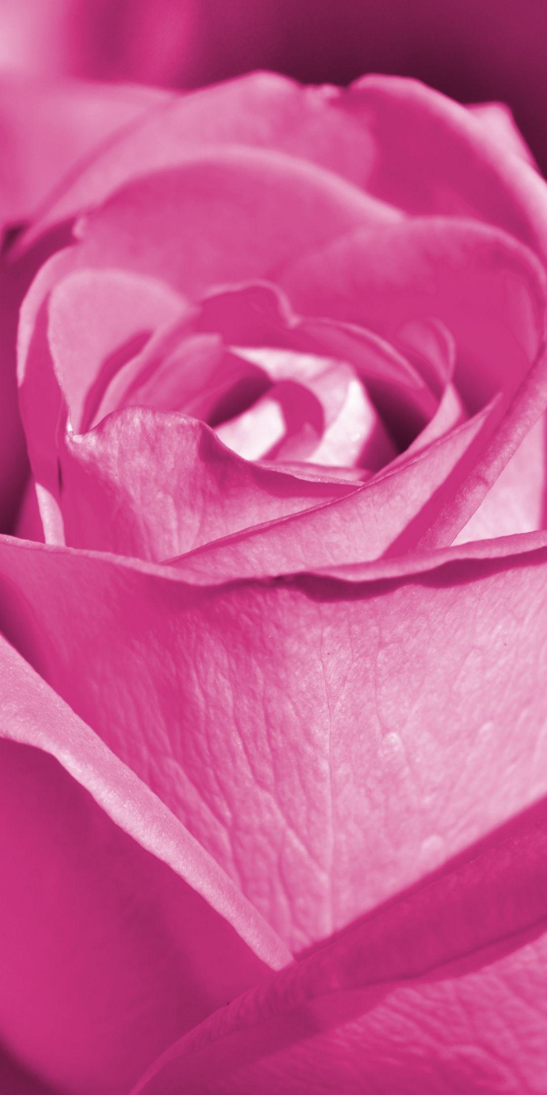Pink rose, close up, bloom, 1080x2160 wallpaper. Beautiful