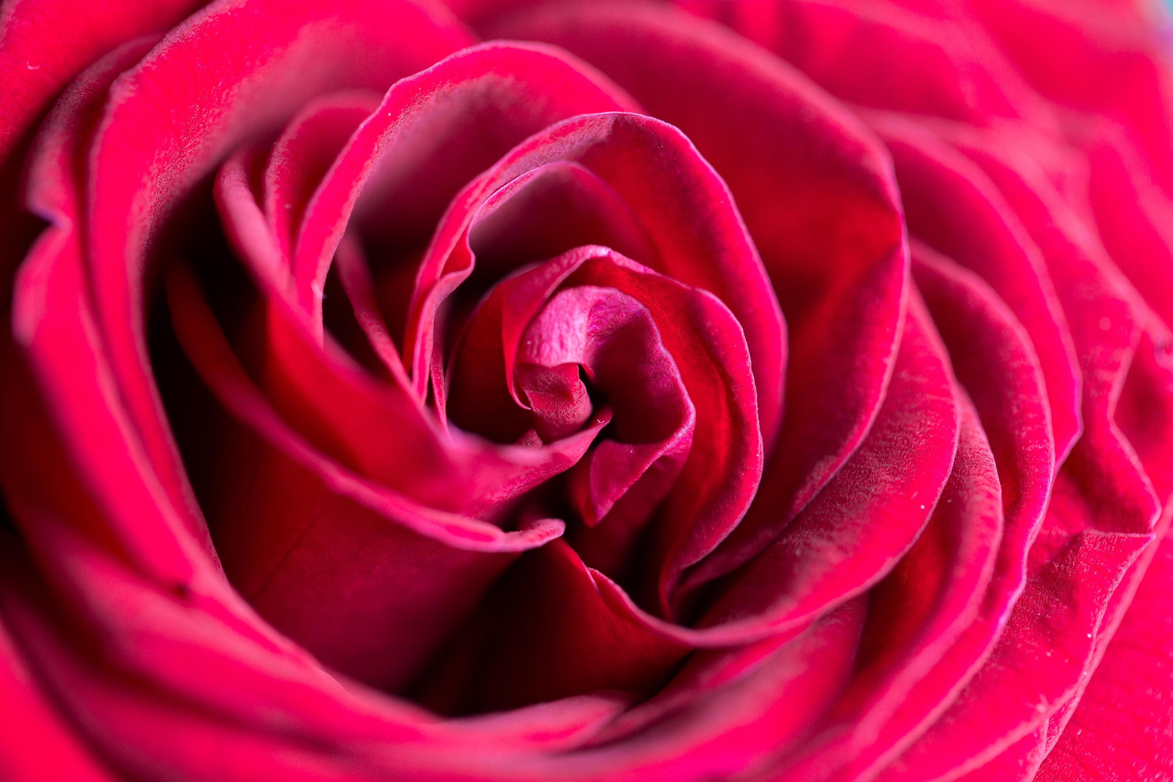 Wonderful Rose Flower Close Up Free