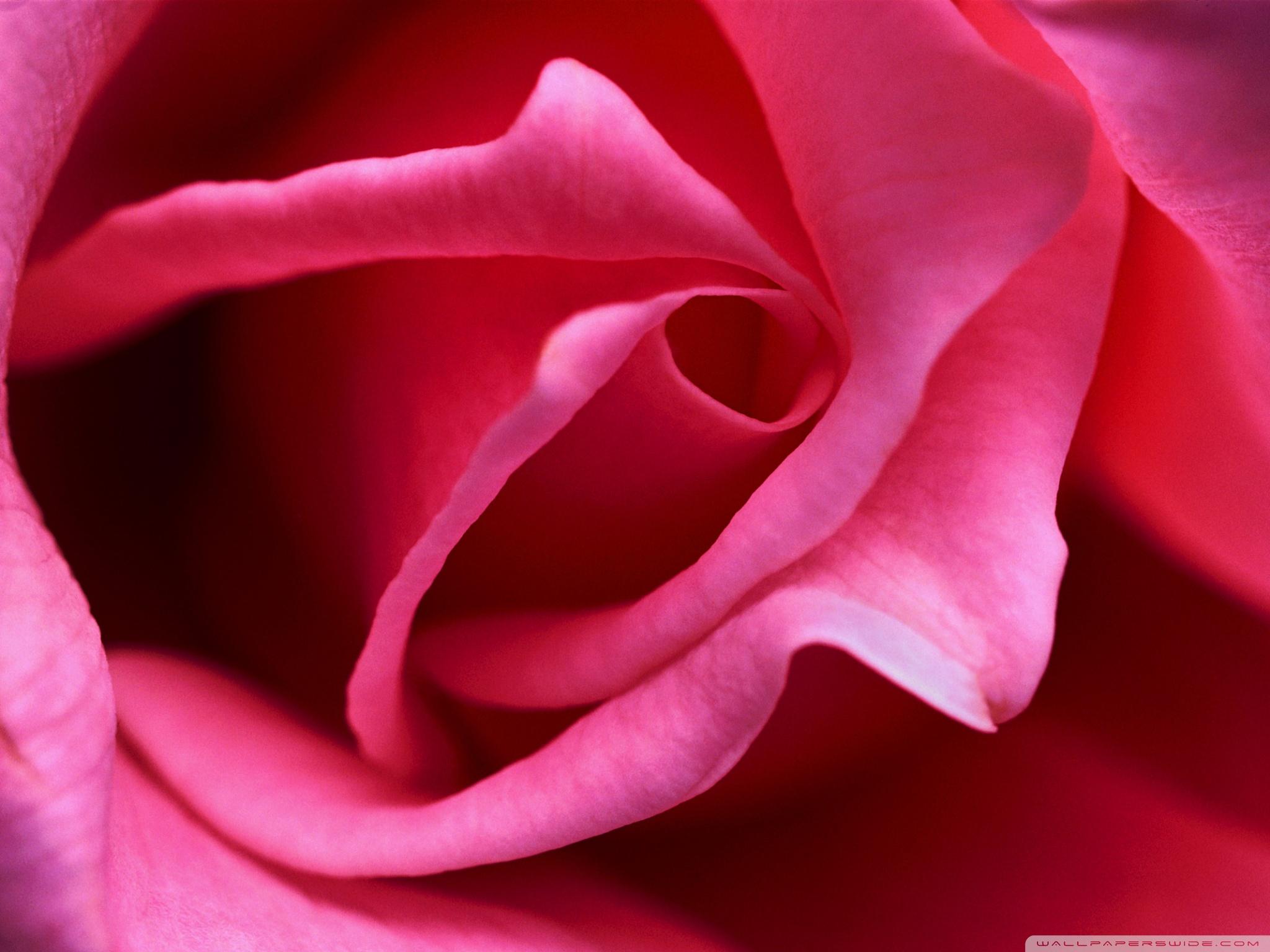 Hot Pink Rose Close up Ultra HD Desktop Background Wallpaper