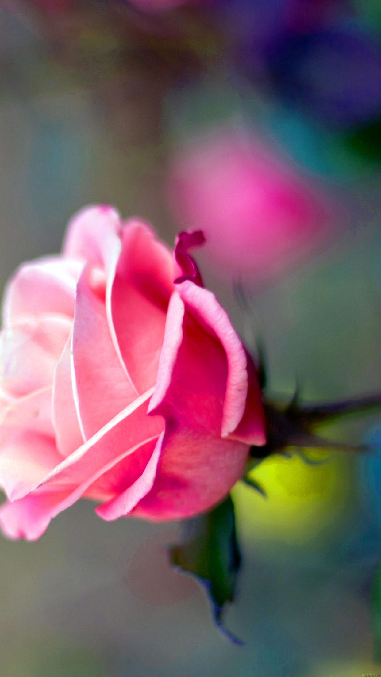 iPhone 6 Wallpaper up pink rose flower nature