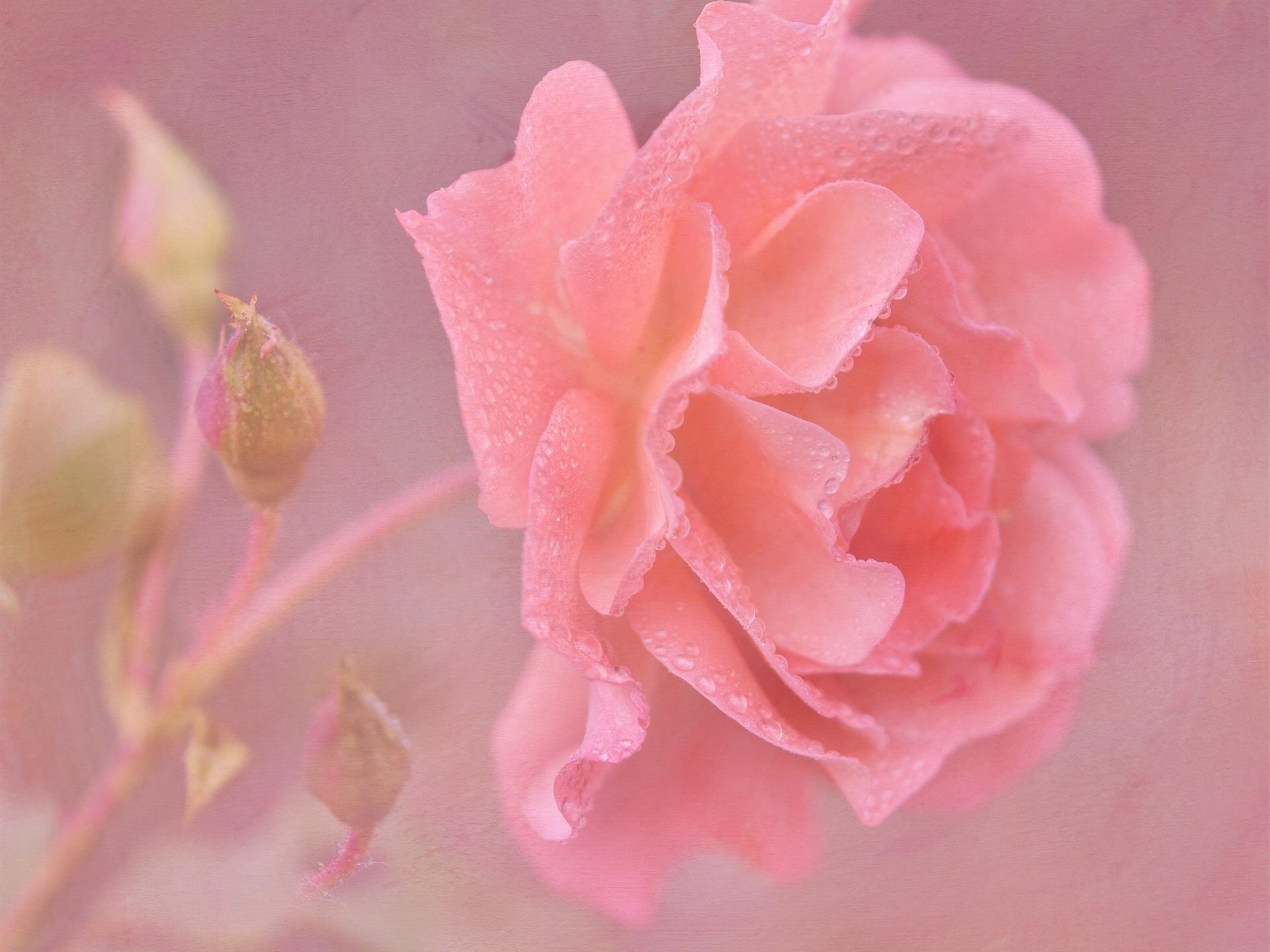 Wallpaper Pink Rose Flower Close Up, Water Drops 1920x1440 HD