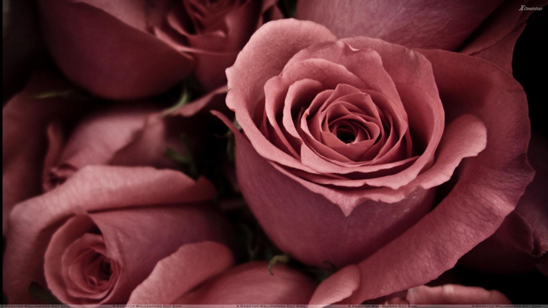 Pink Rose Wallpaper, Photo & Image in HD