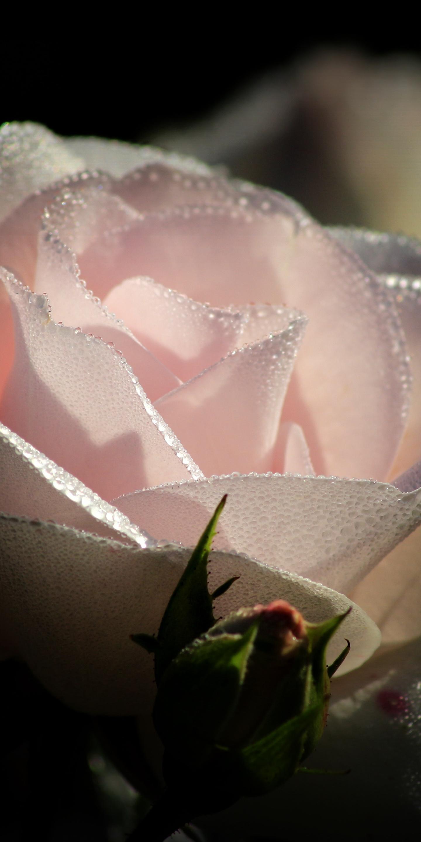 Light Pink Rose, Water Drops, Close Up, Wallpaper Of