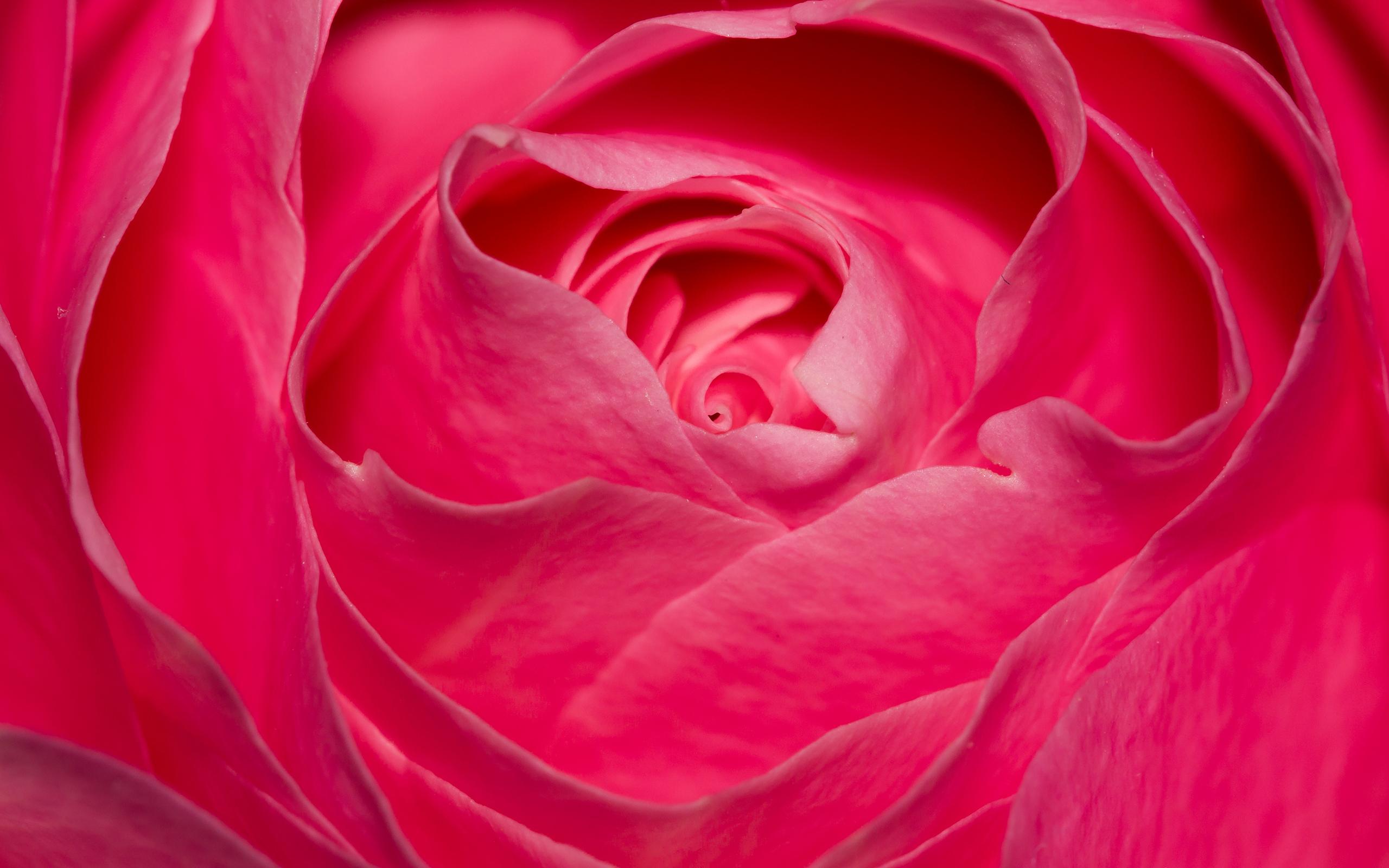 Pink Rose HD Wallpaper