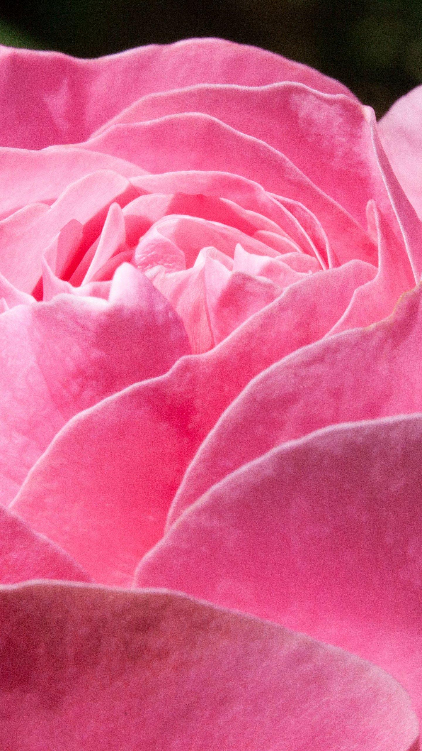 Pink Rose Wallpaper, Android & Desktop Background