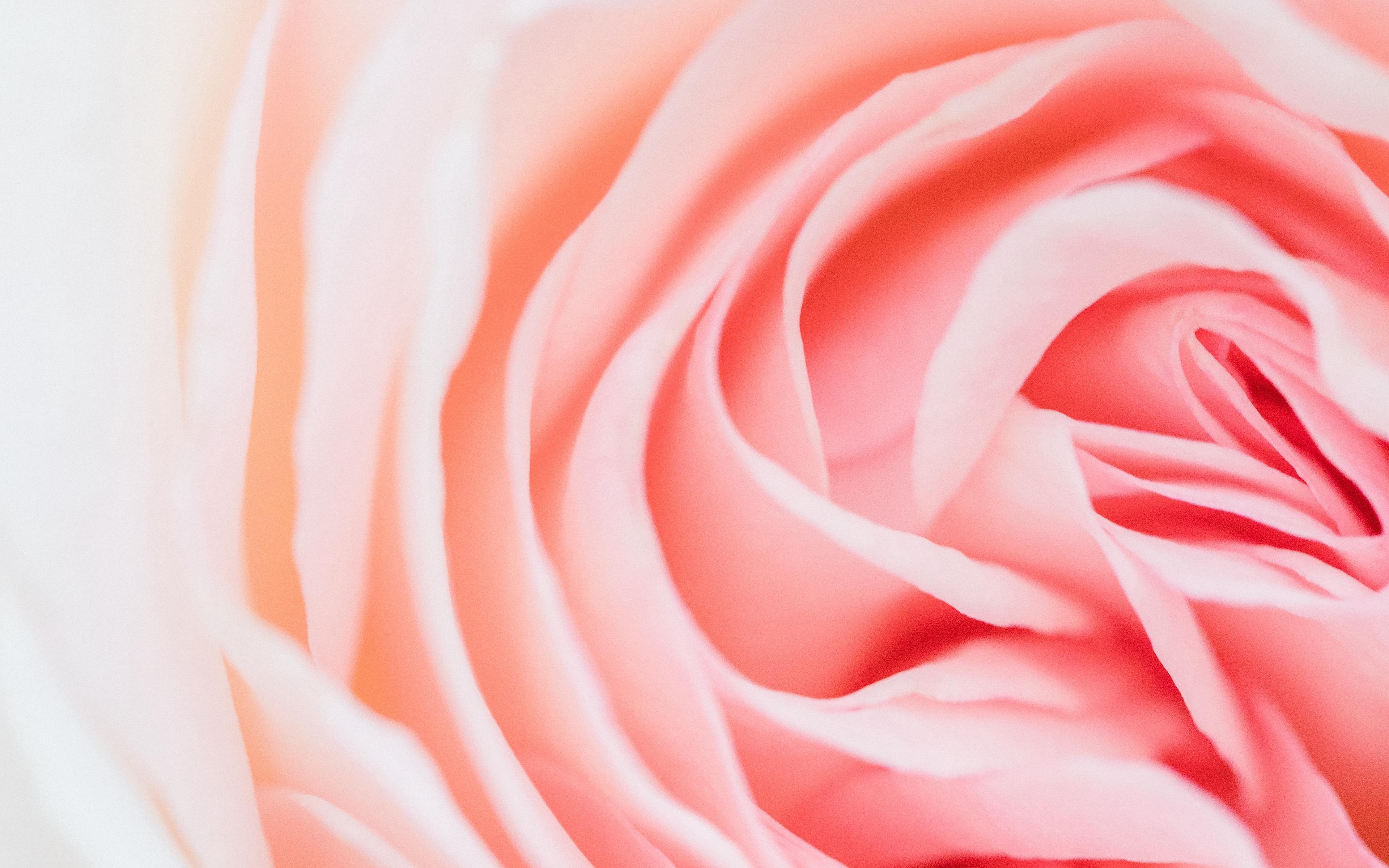 Download wallpaper 3840x2400 rose, pink, flower, petals, closeup