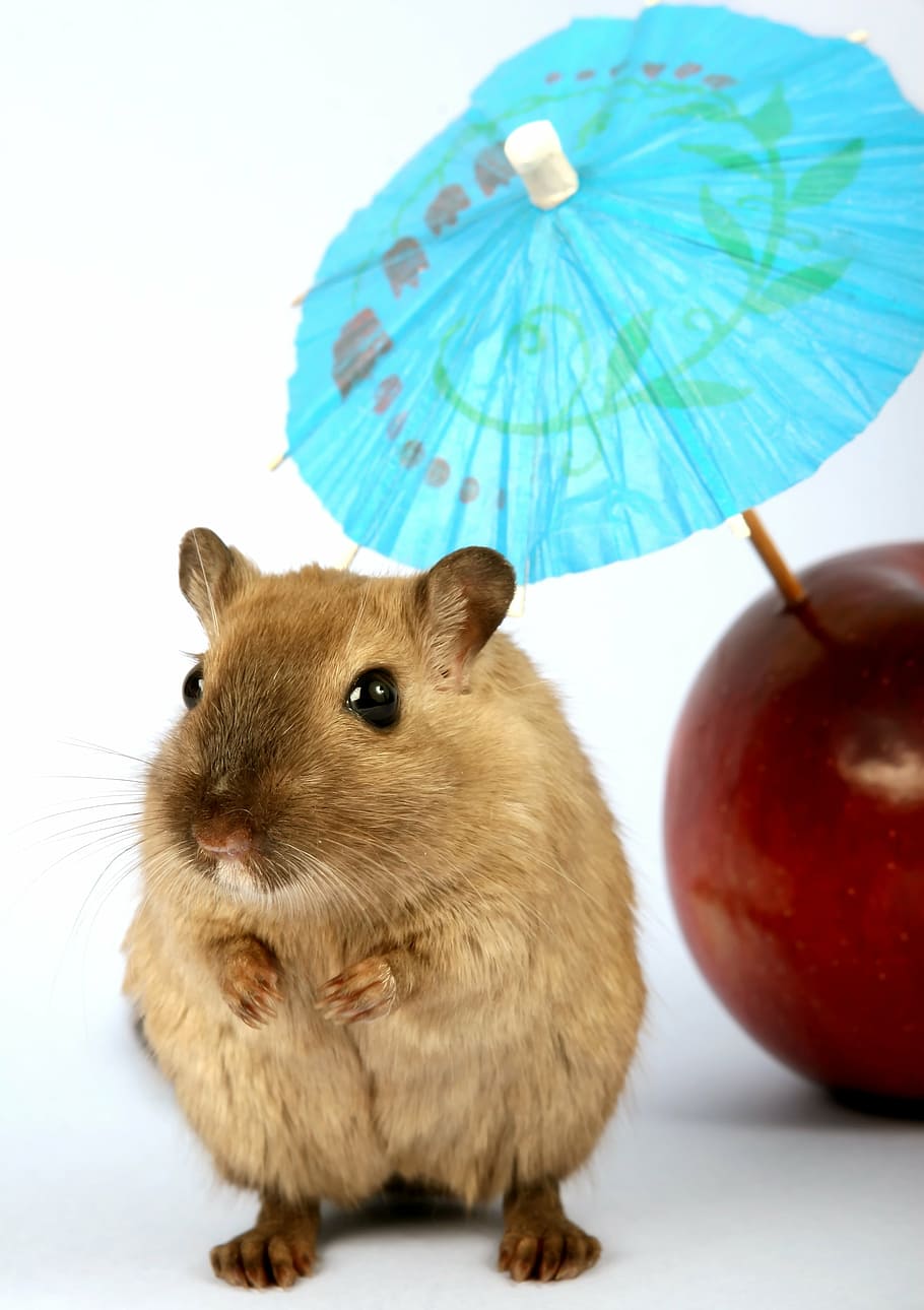 HD wallpaper: closeup photo of brown mouse near apple fruit