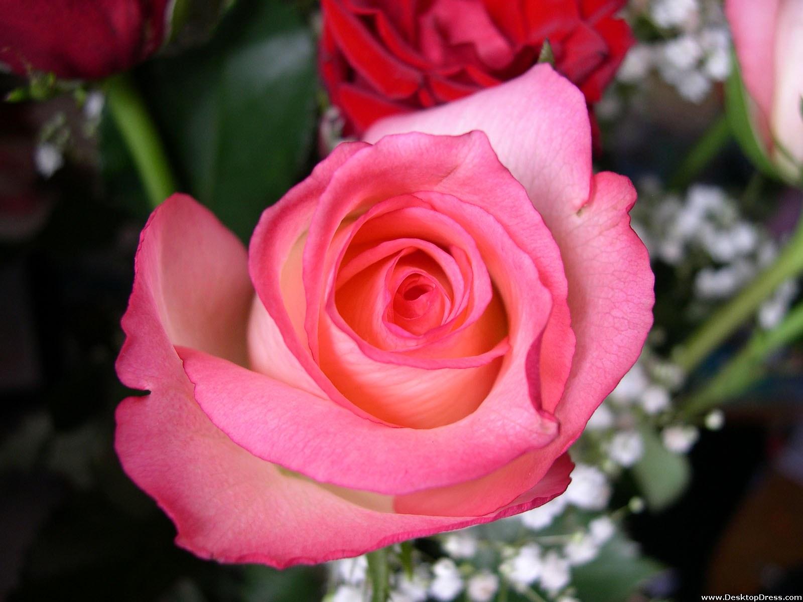 Desktop Wallpaper Flowers Background Pink Rose Close Up